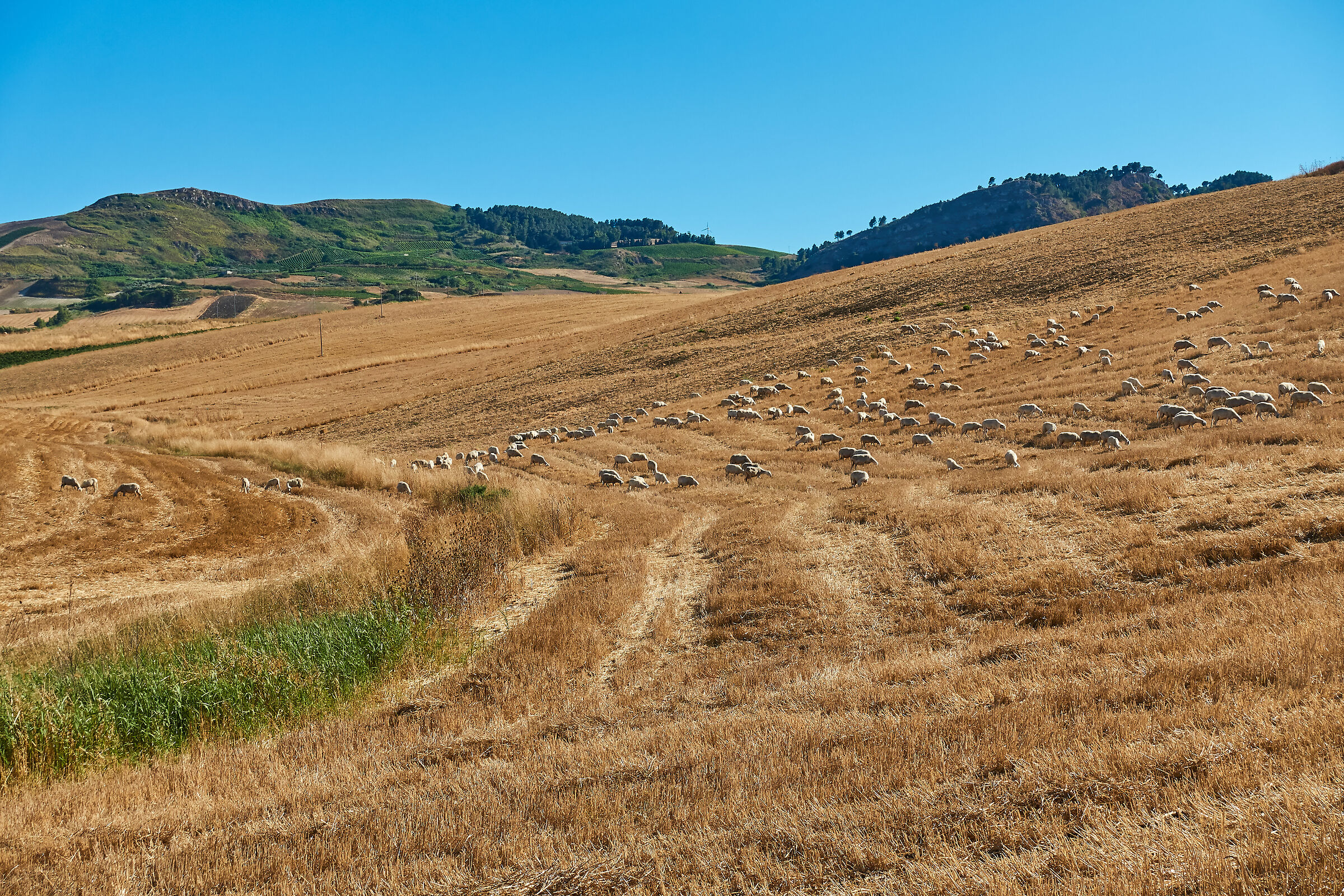 Sicilia: Estate sui campi
