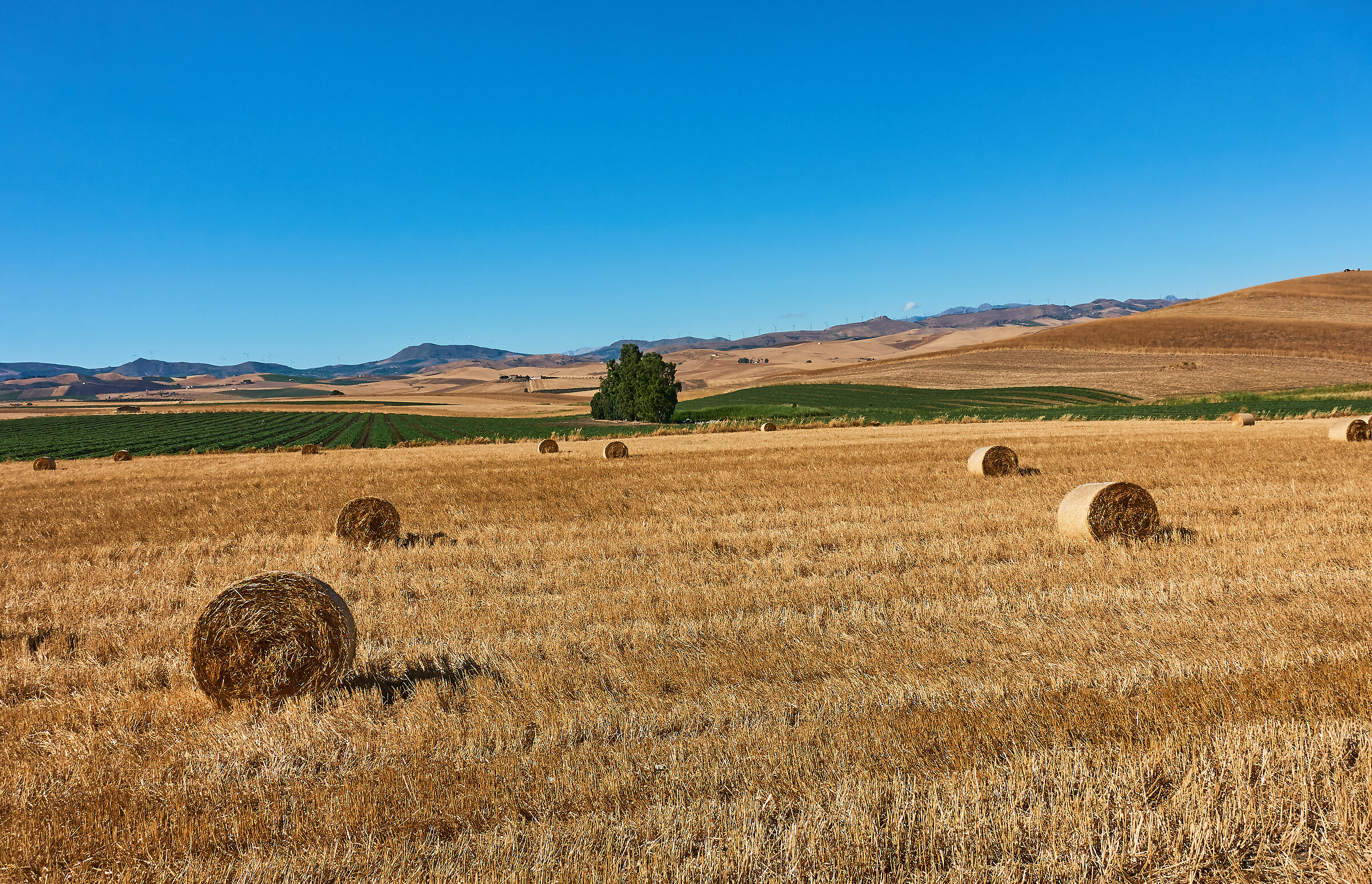 Sicilia: Estate sui campi