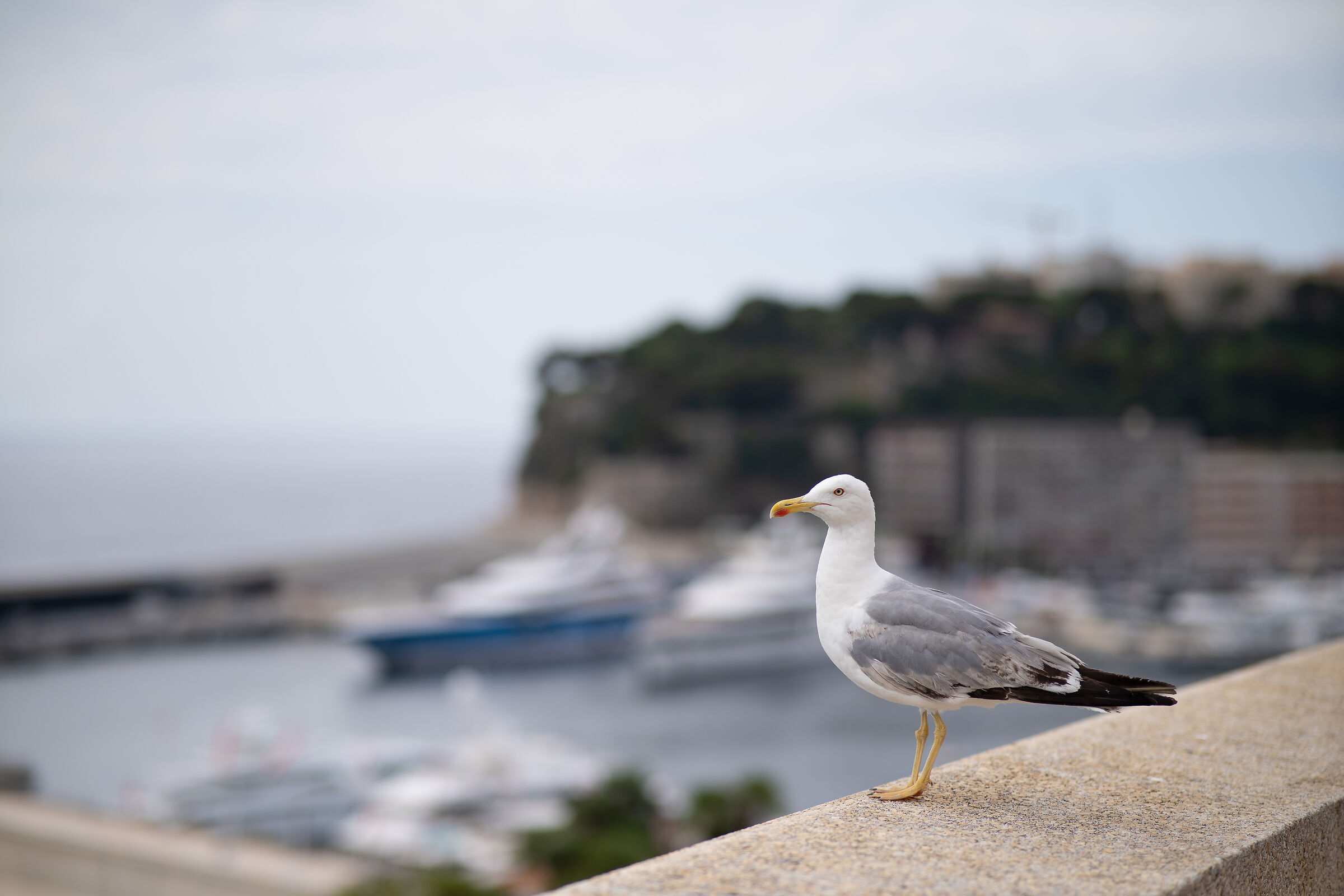 Viltrox trials 85mm MK-II