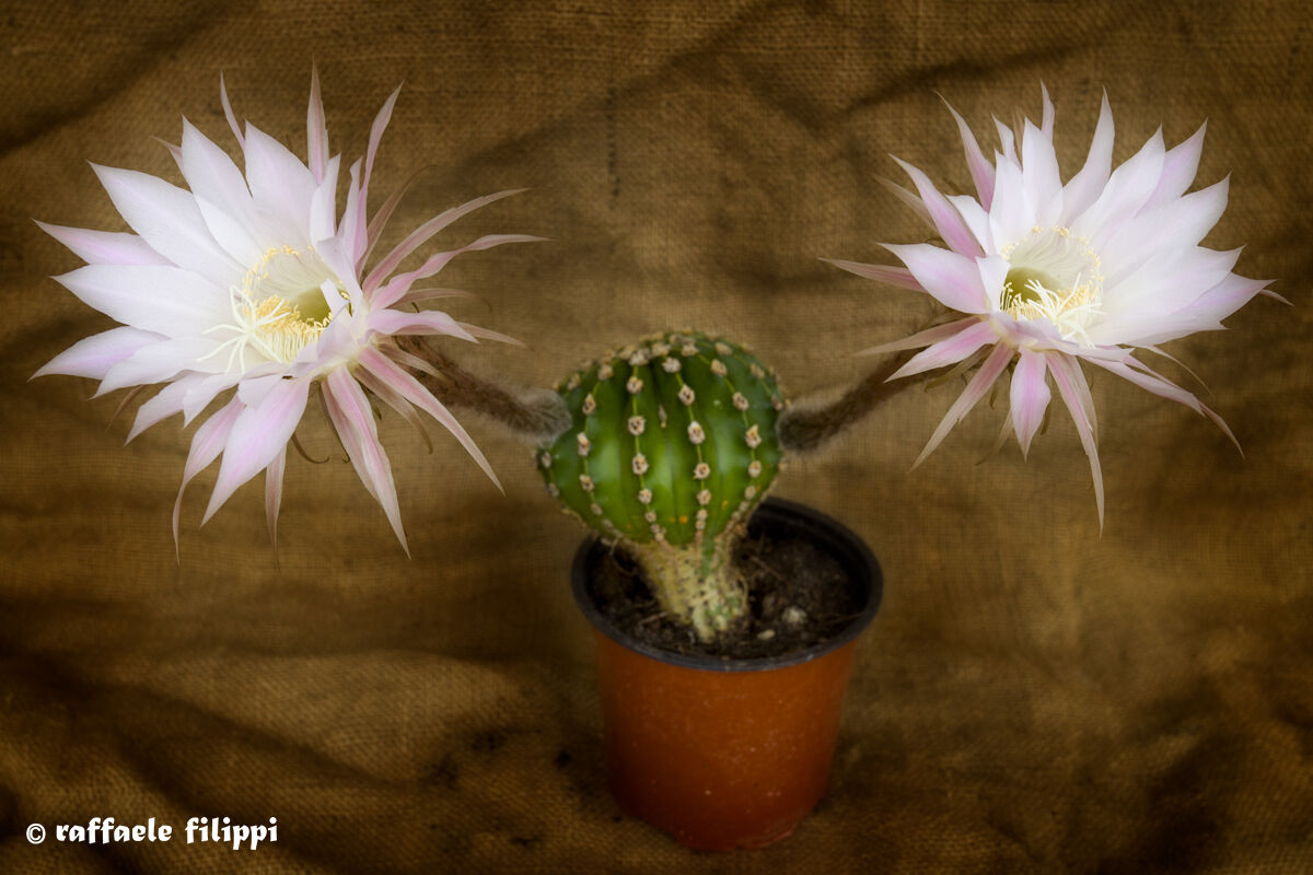 A "spiny" but warm embrace from the Cactus
