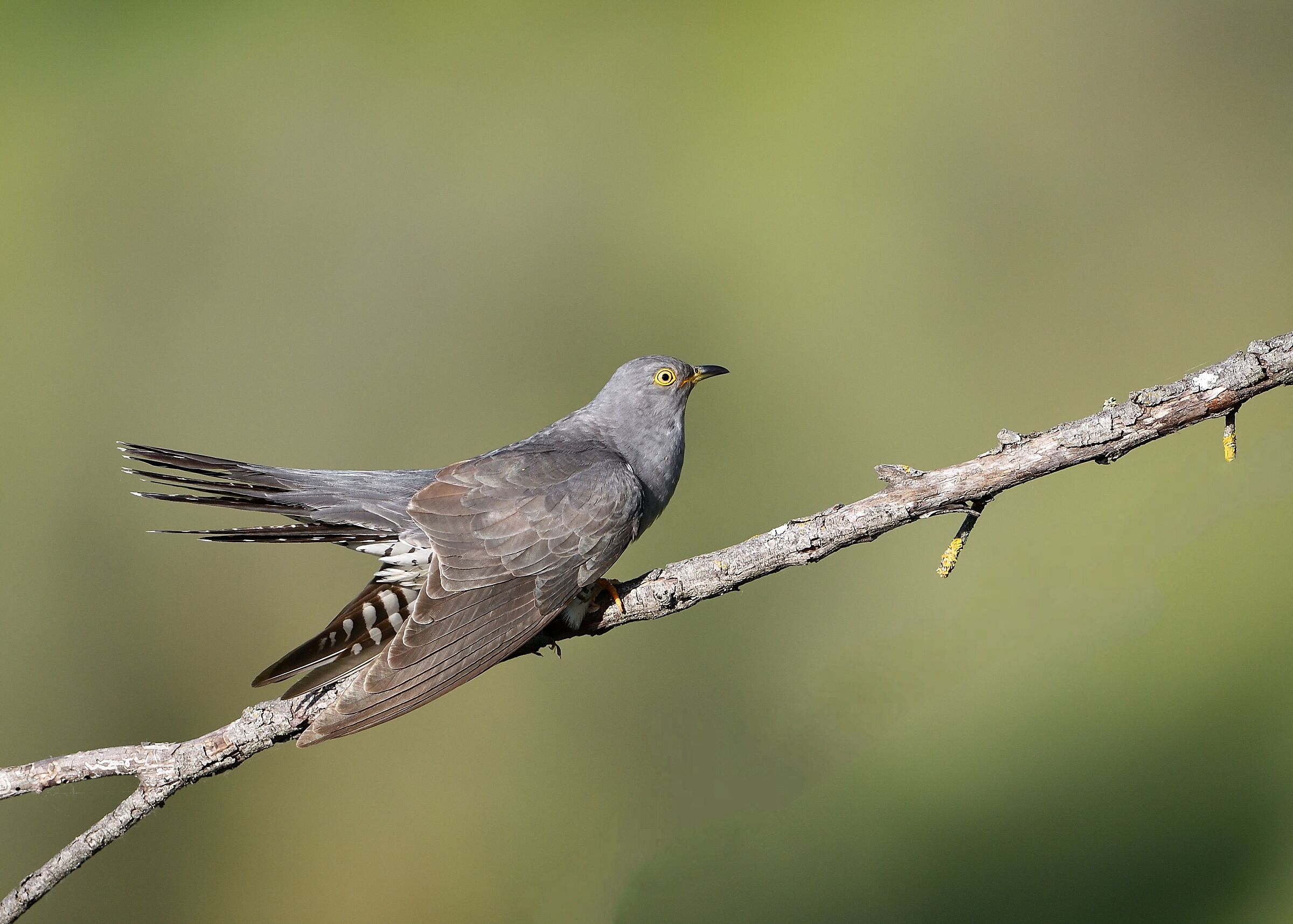 Cuckoo