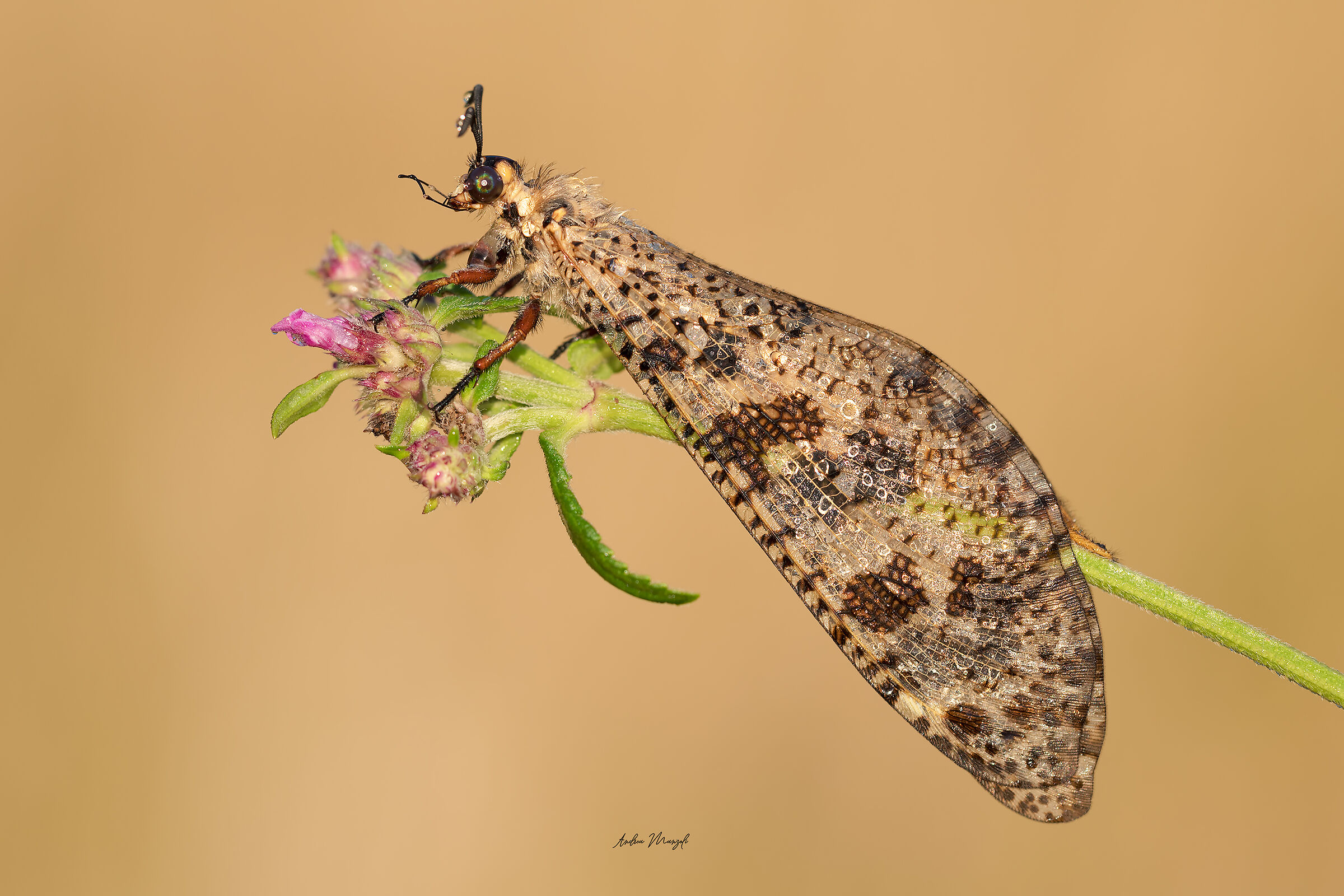 Palpares libelluloides