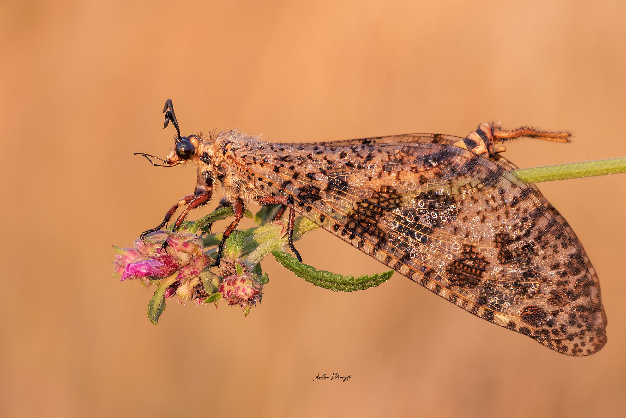 Palpares libelluloides