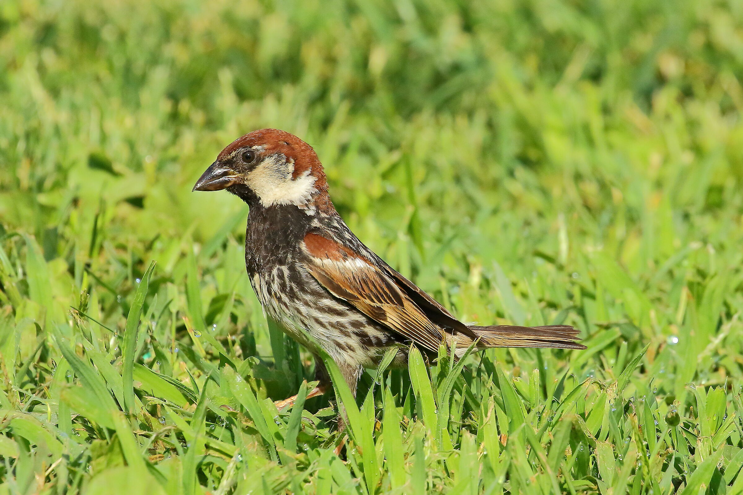 Passera Sarda o ibrido