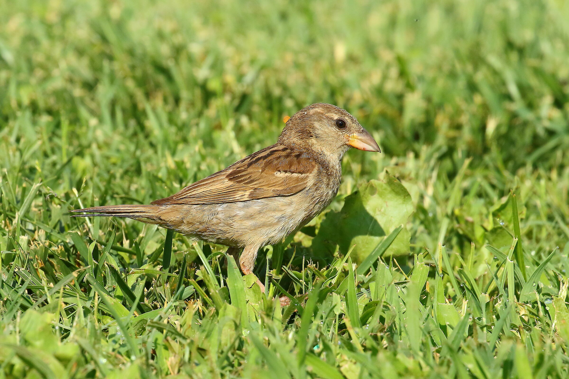 Femmina di Passera Europea o ibrido con passera Sarda