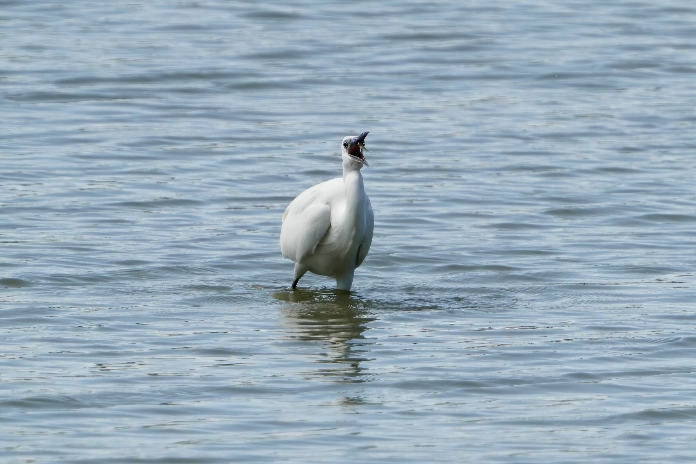 Garzetta.... minnow on the fly!