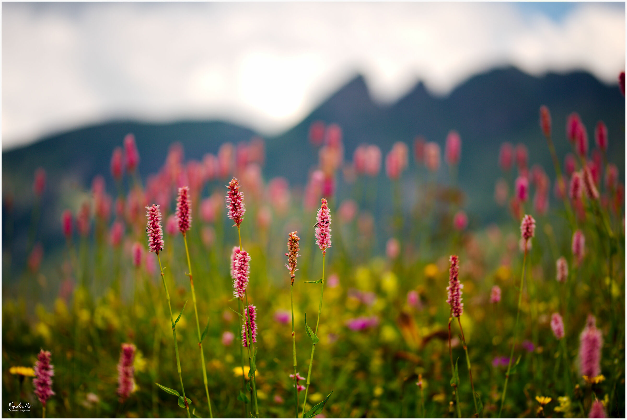 Flower Trail, Alpe Arera (BG)