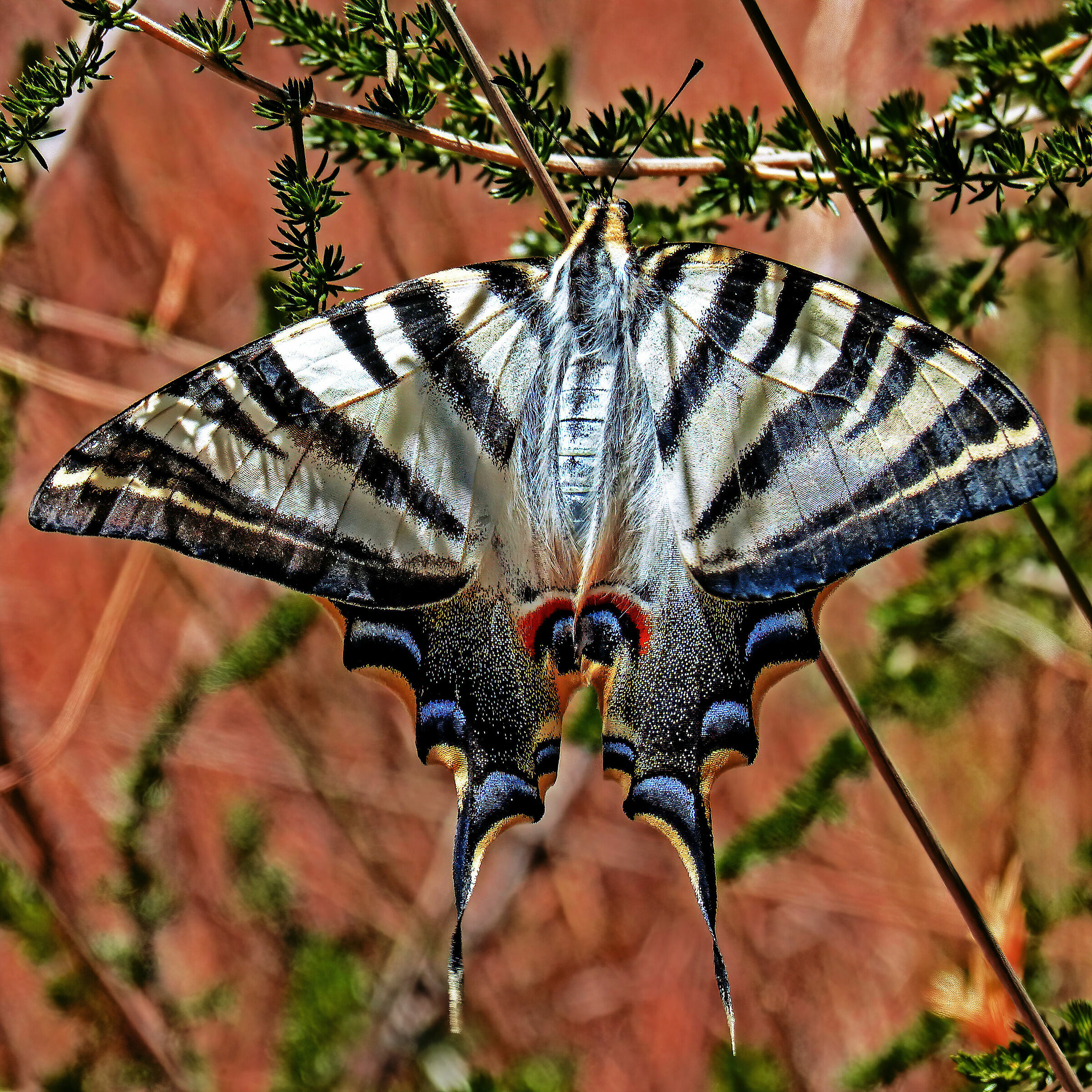 Butterfly is a flying flower