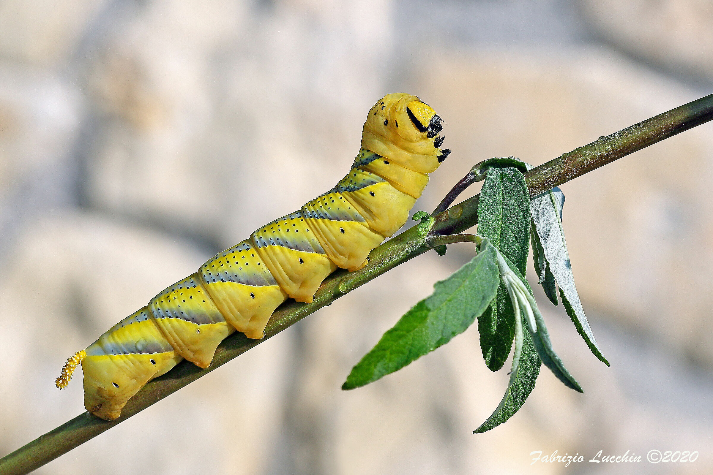 Acheronthia atropos - Sfinge testa di morto