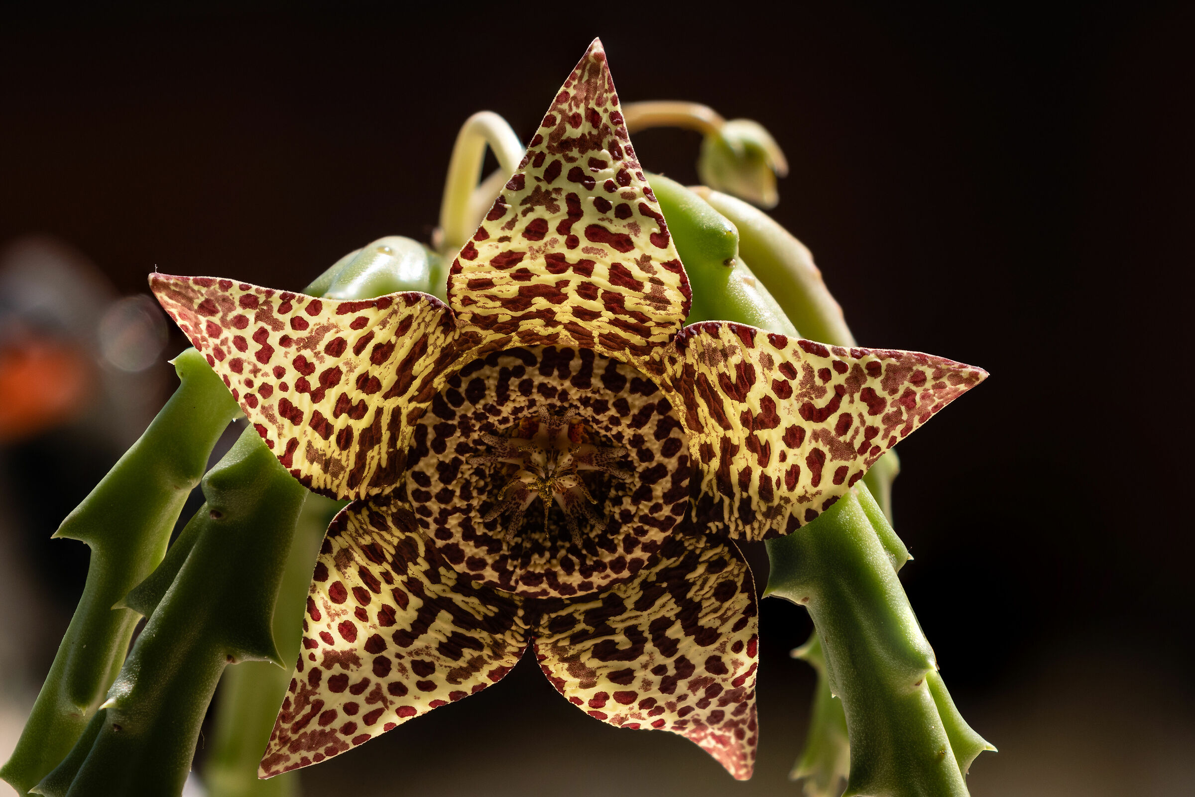 Fiore di Orbea variegata