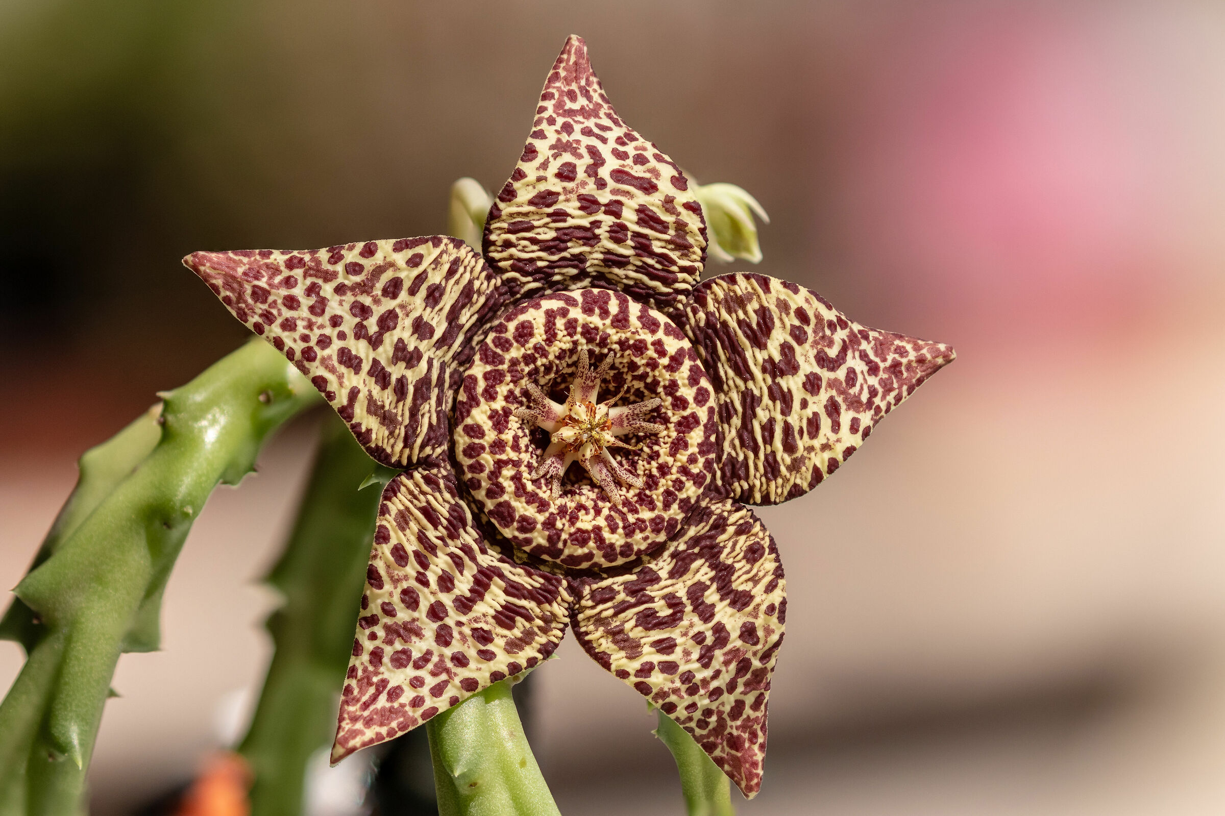 Orbea variegata