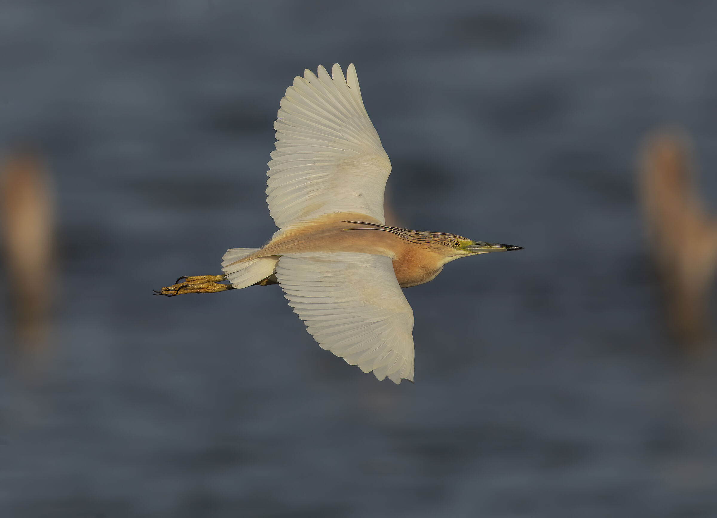 flamboyant in flight