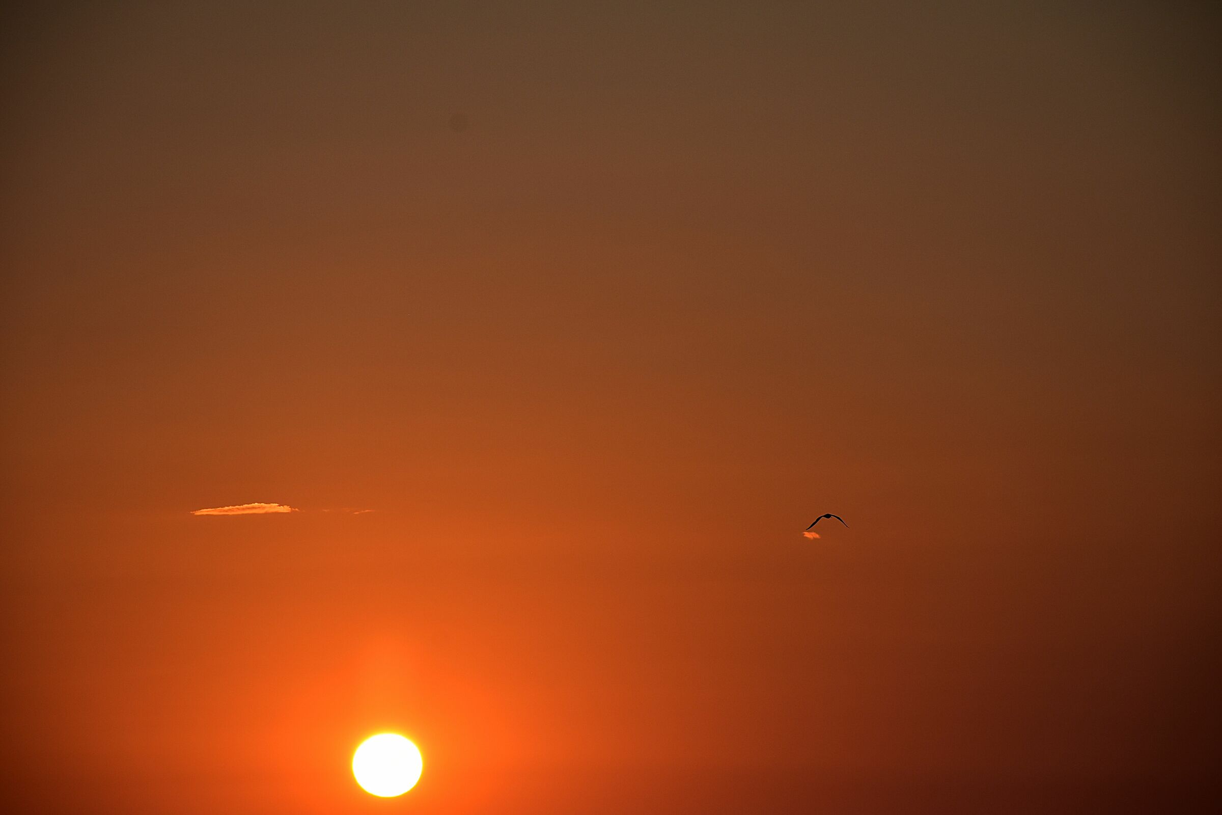 Tramonto con gabbiano