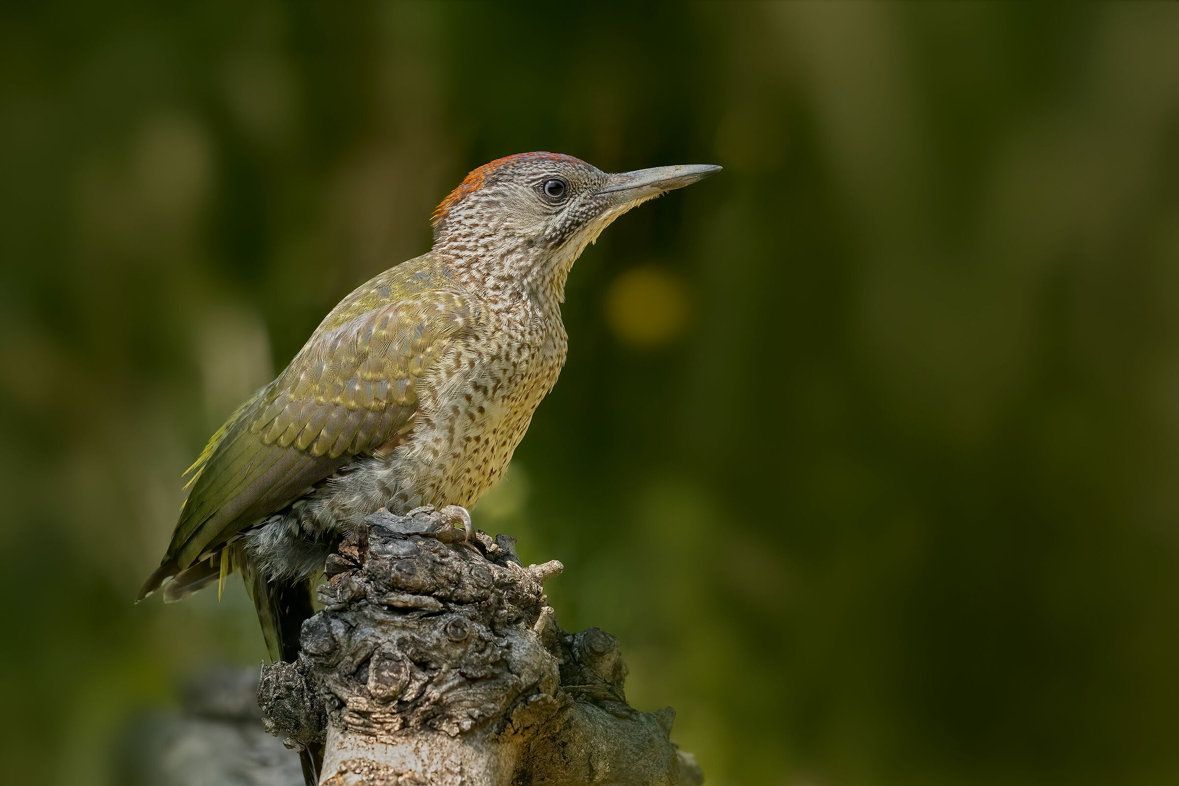 Picus viridis juv. (f) - (4k)