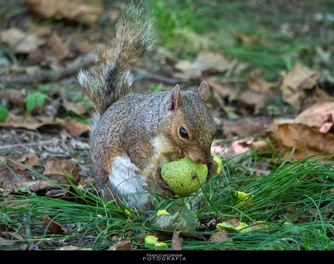 Squirrel 2