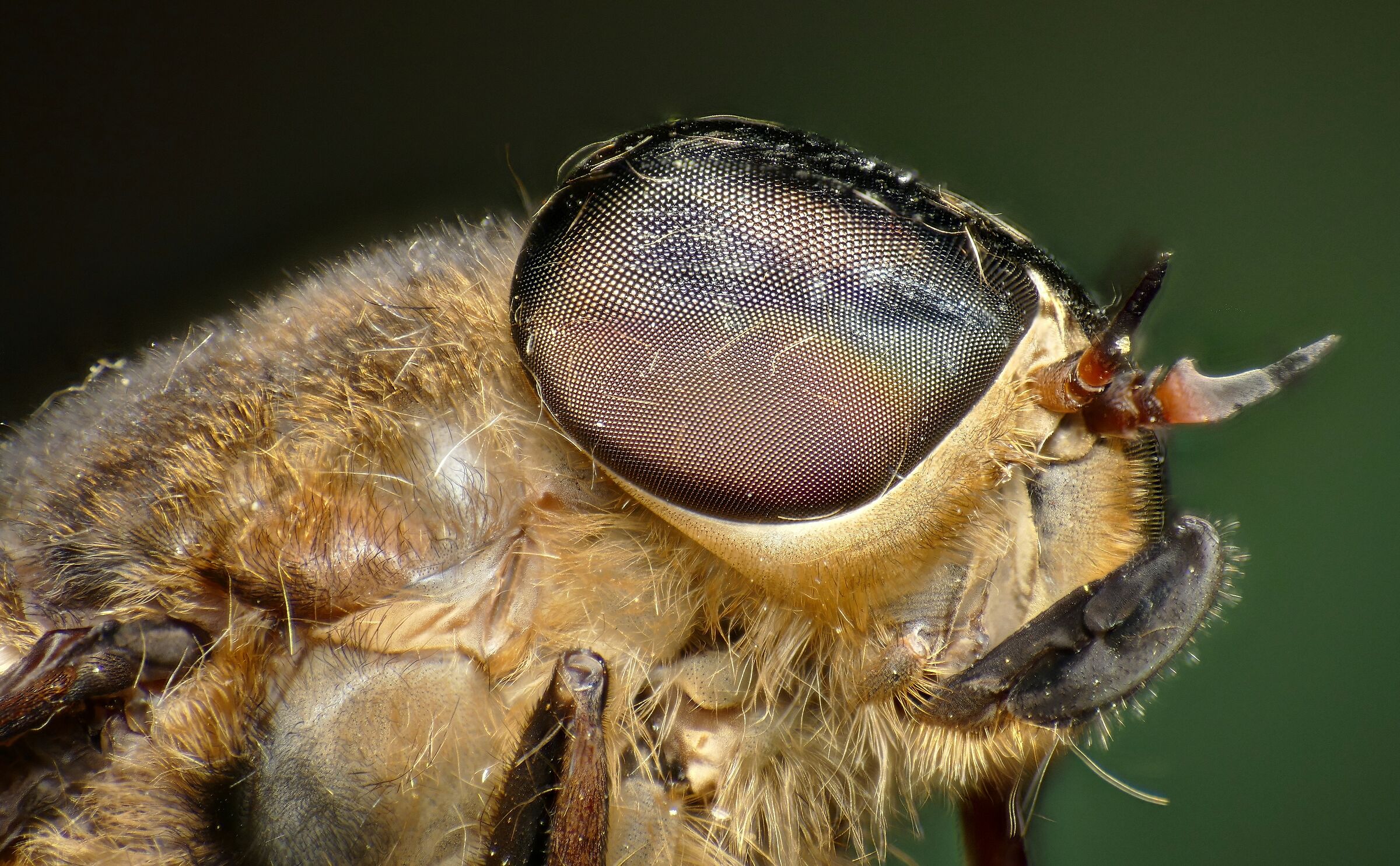 dirty horsefly