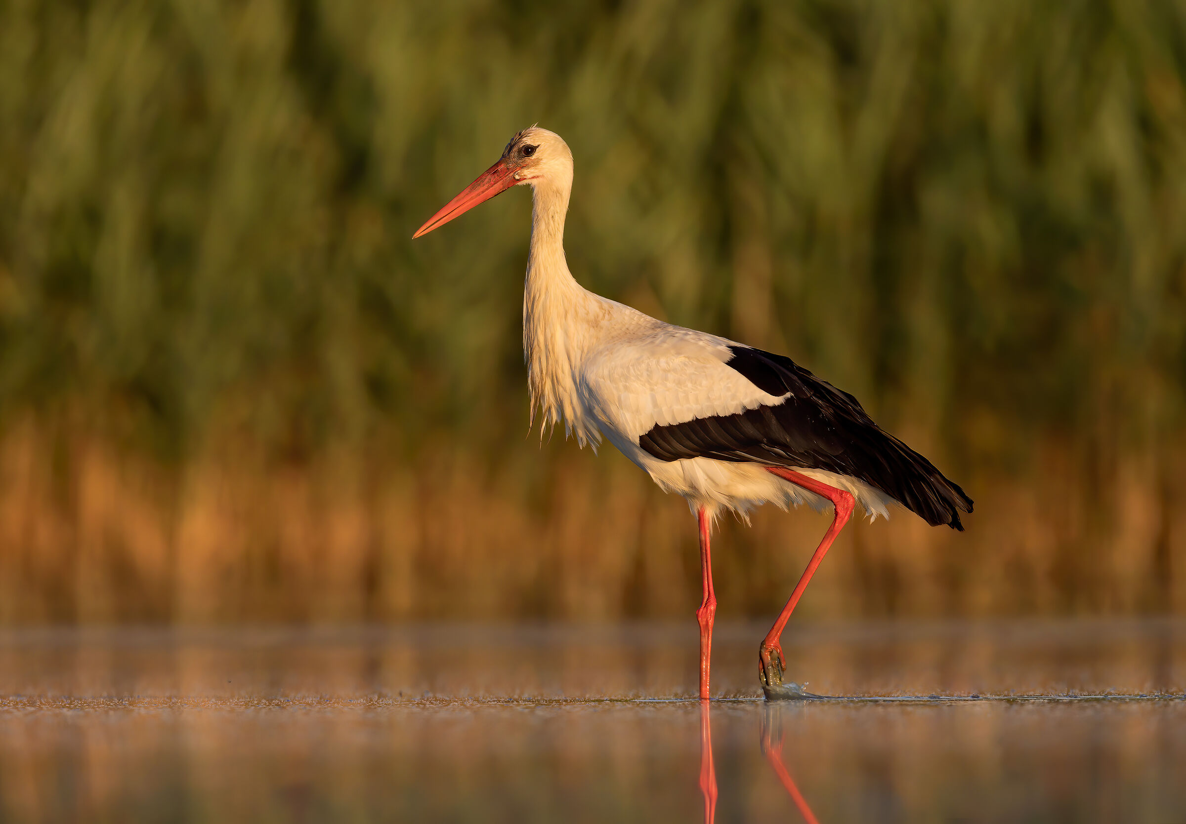 Stork