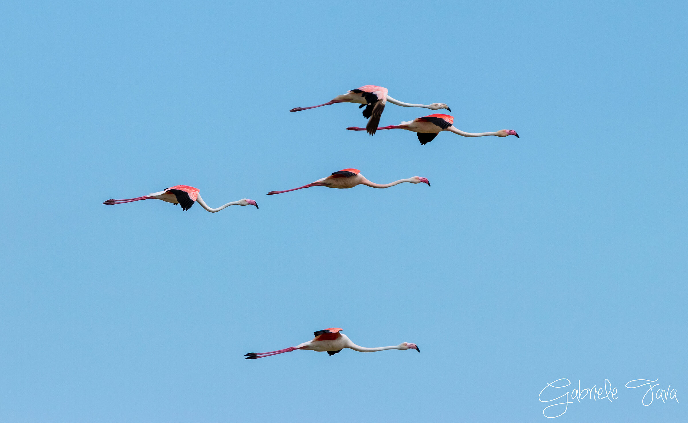 Fenicotteri