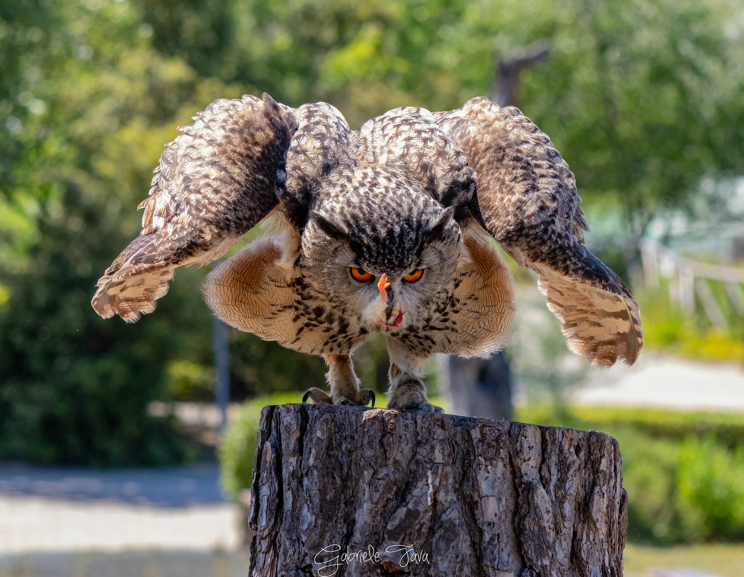 Gufo Reale