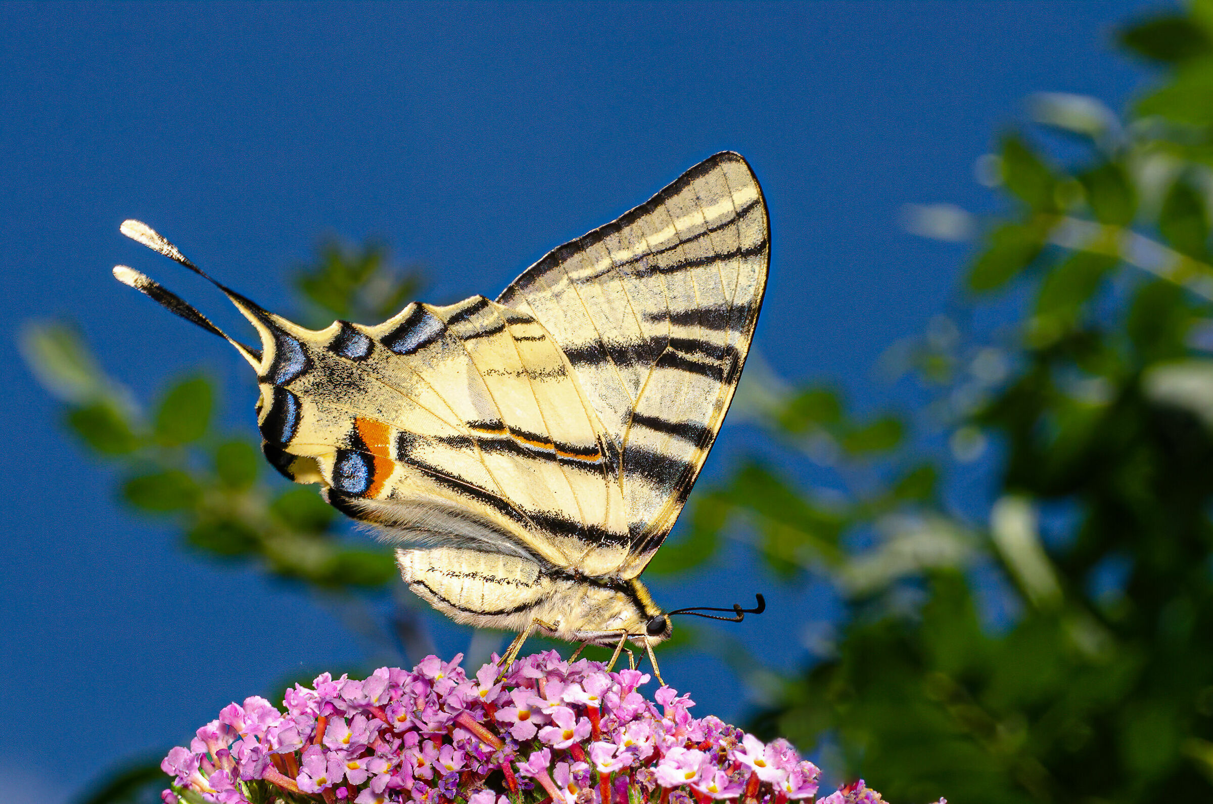Swallowtail