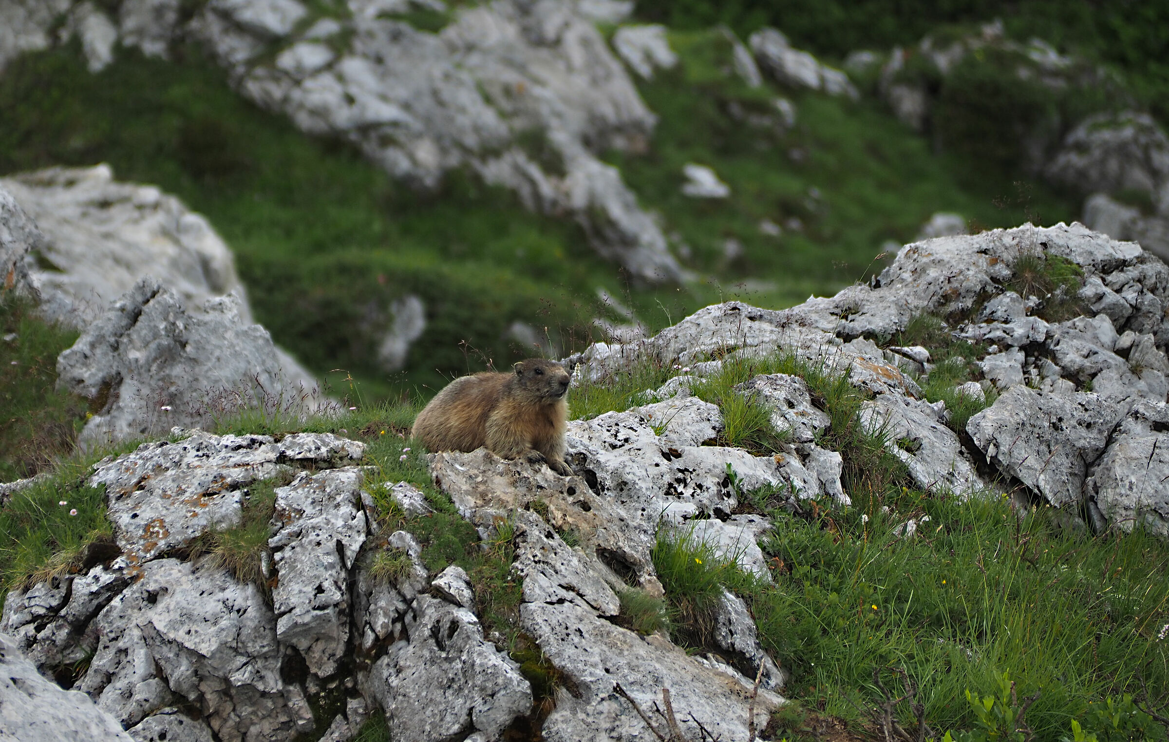 Marmot
