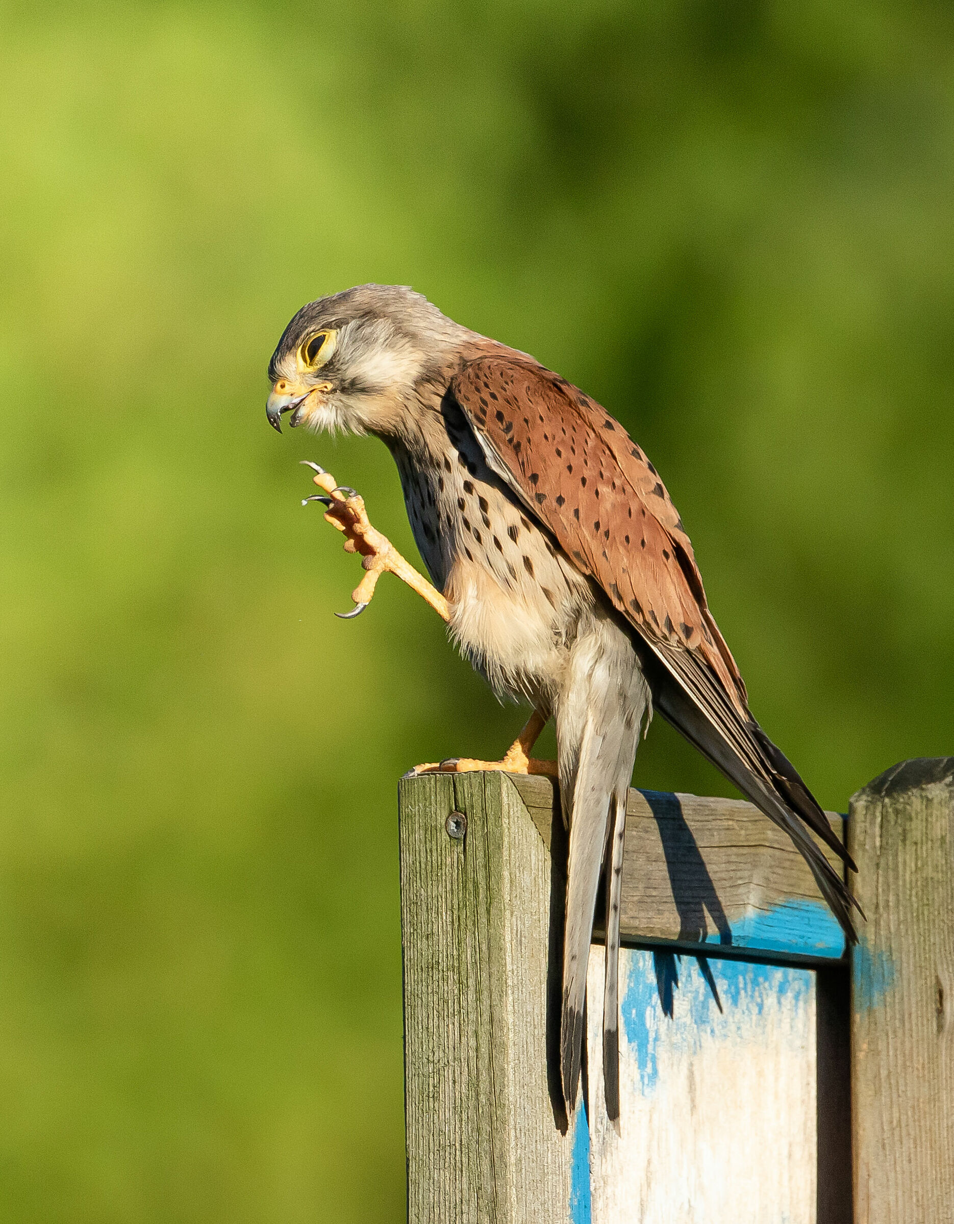 grattatina sul cartello