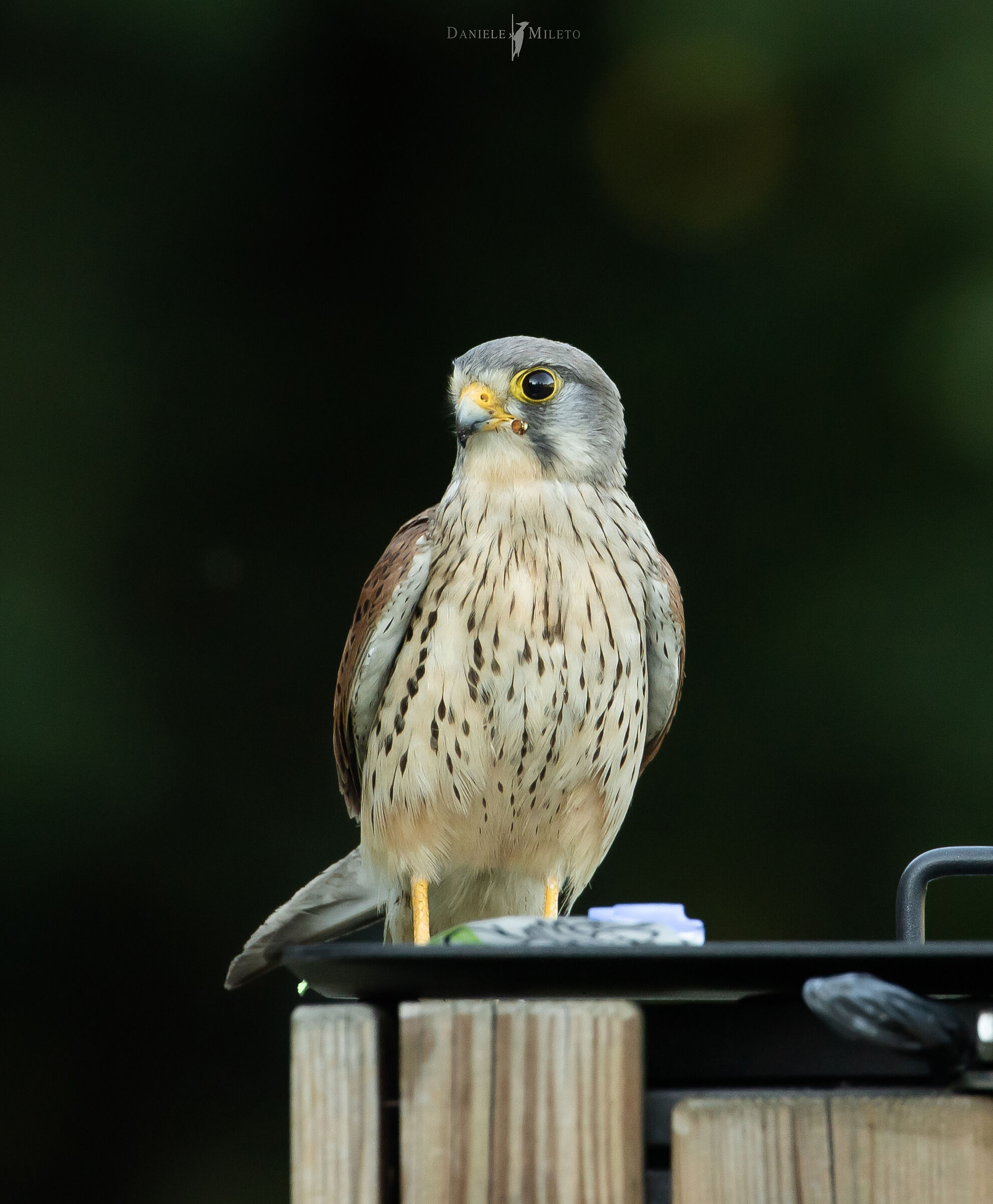 Gheppio sul cestino della pattumiera