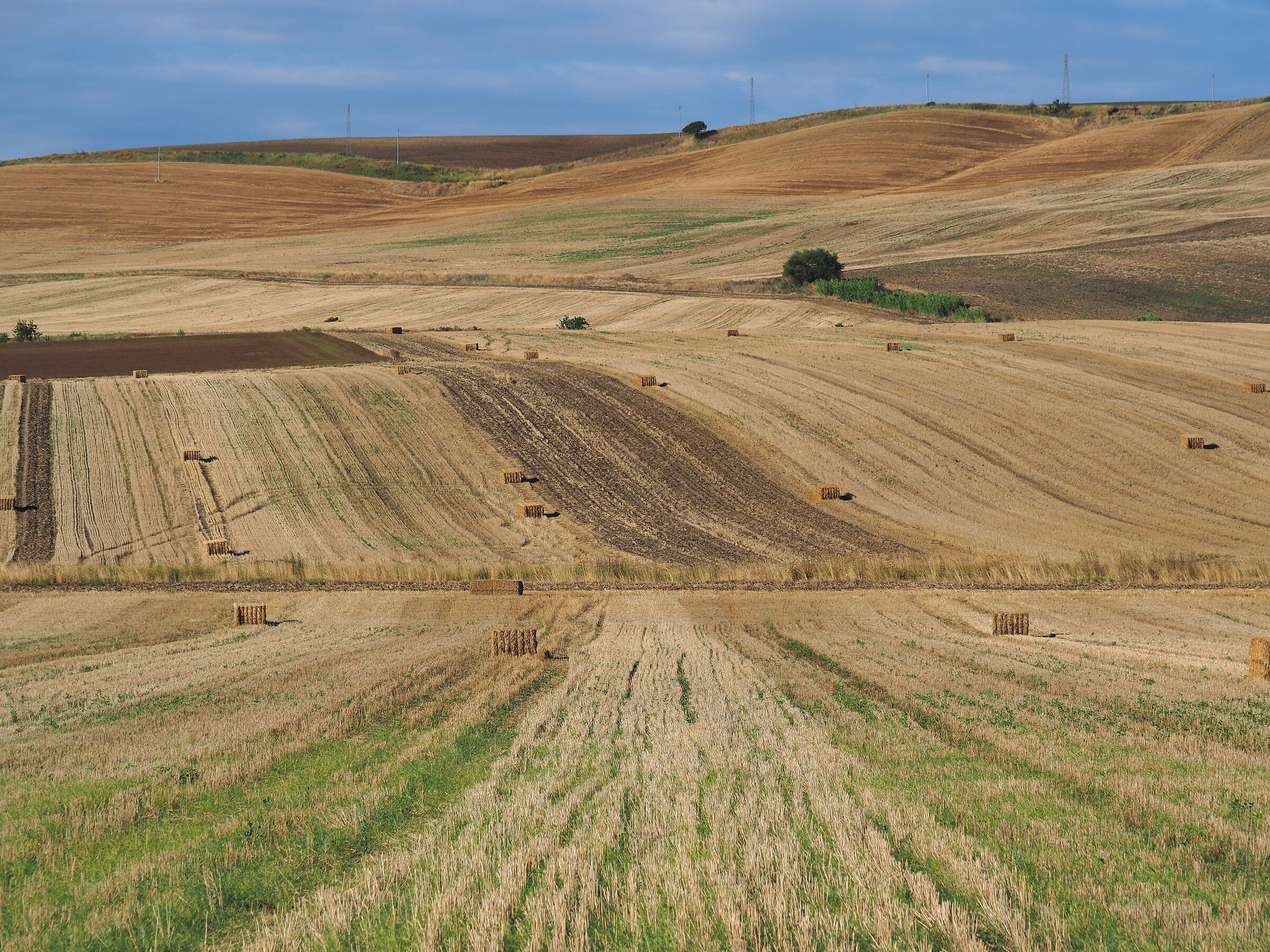 In the Park of Upper Murgia