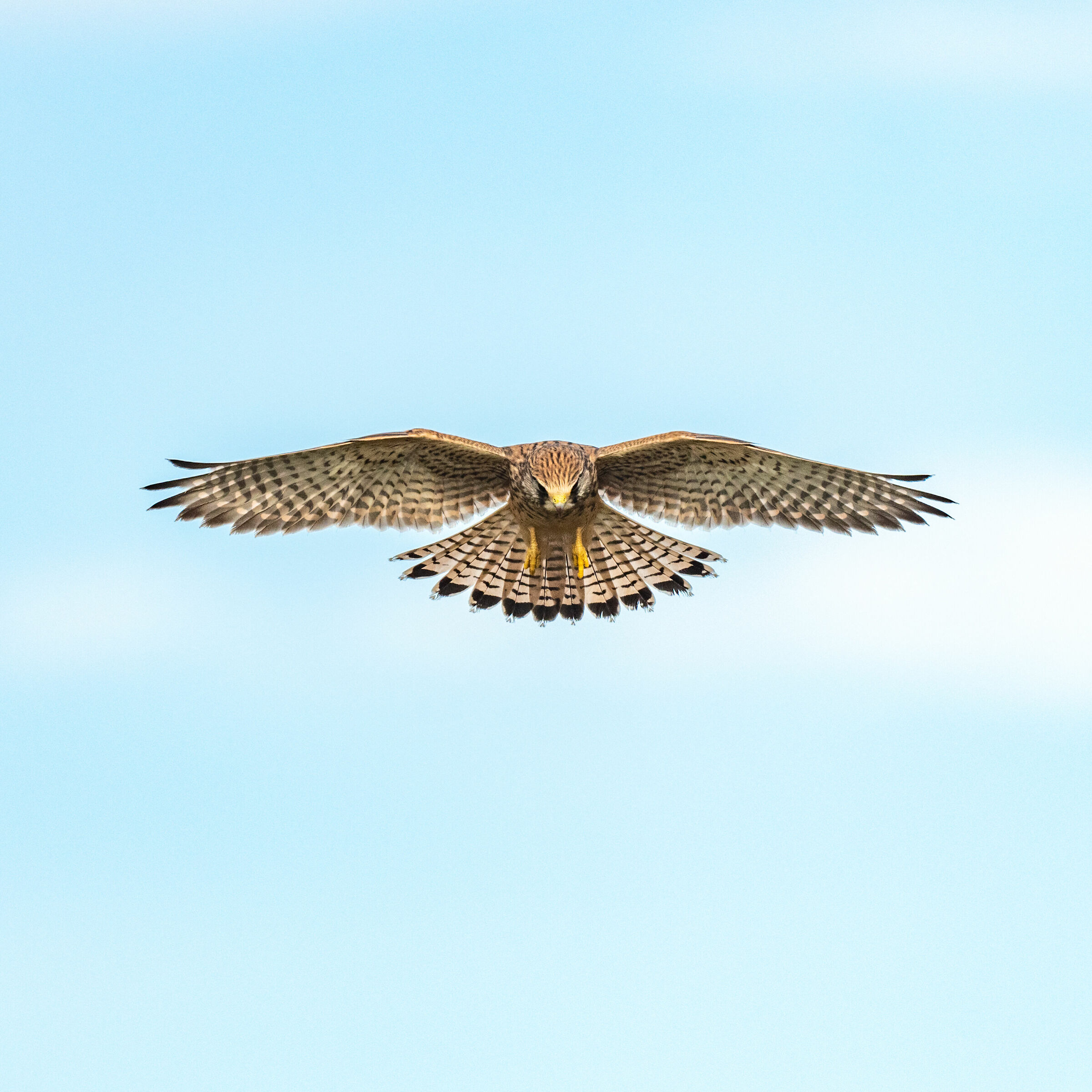 Simmetria Aerea