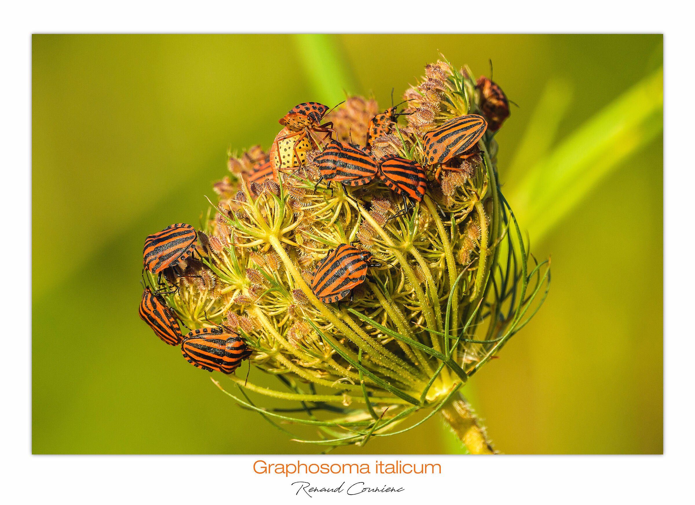 Graphosoma italicum