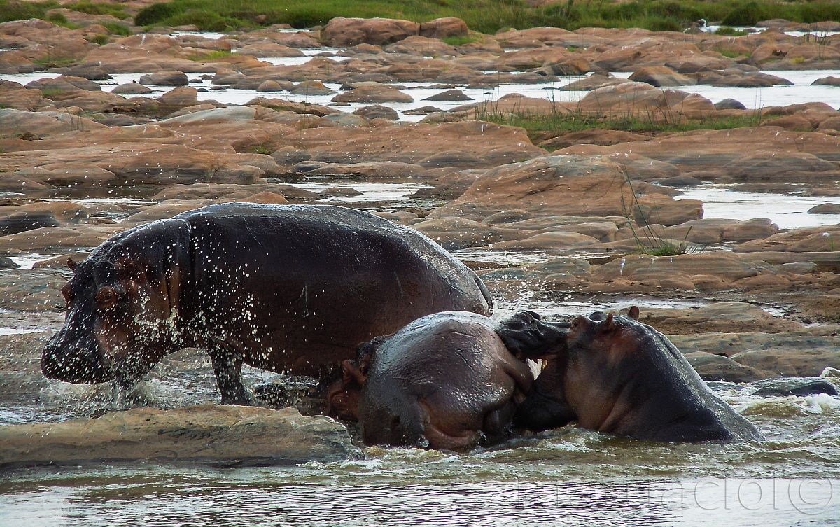 ippopotamo all'attacco