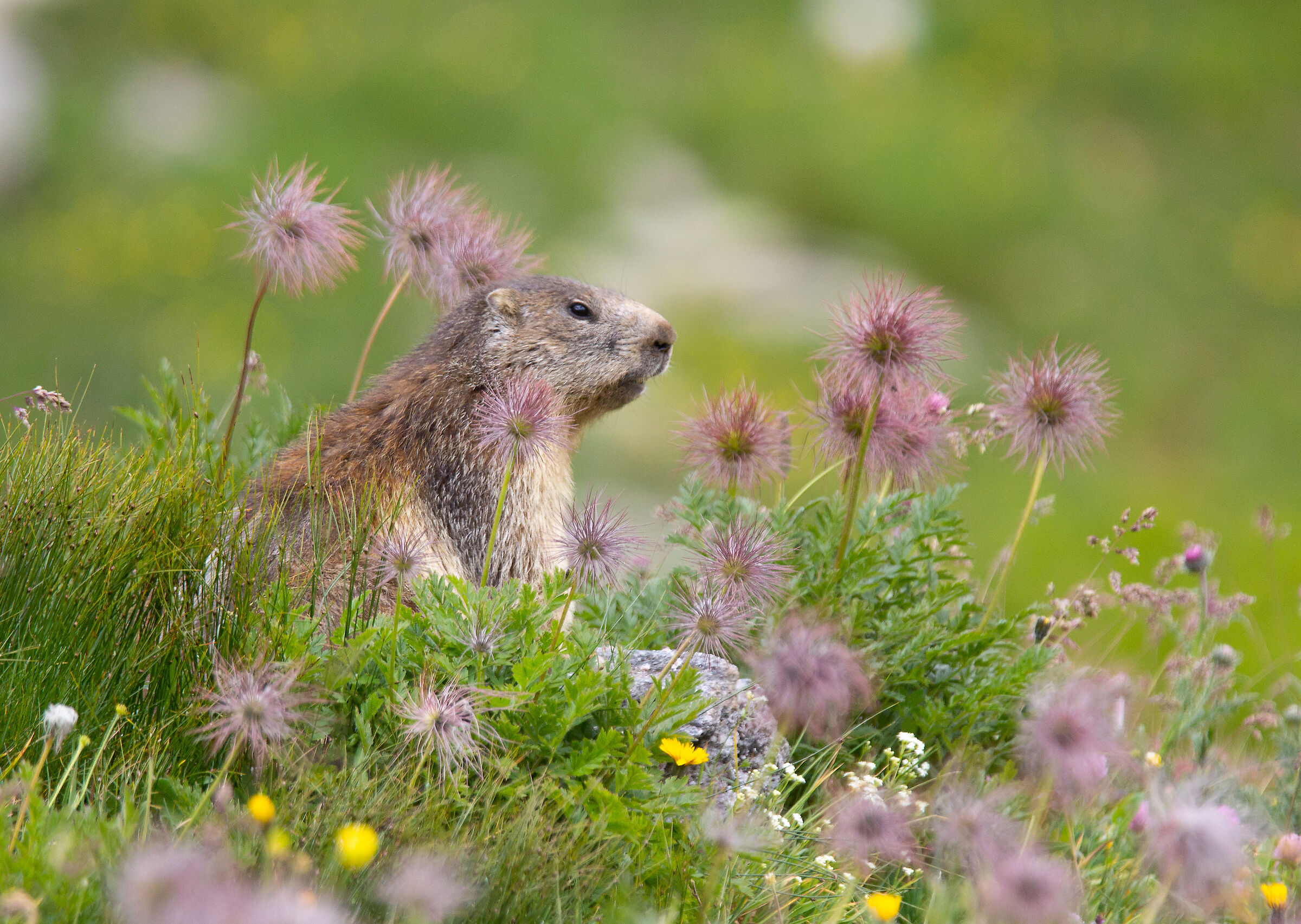Composizioni floreali!