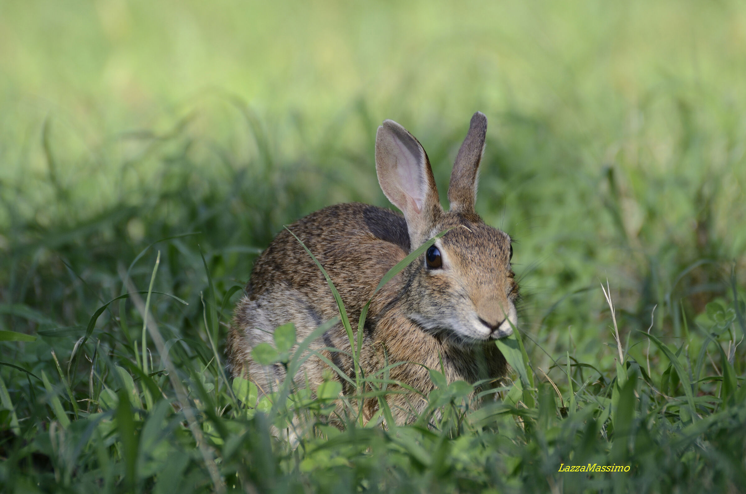 wild rabbit