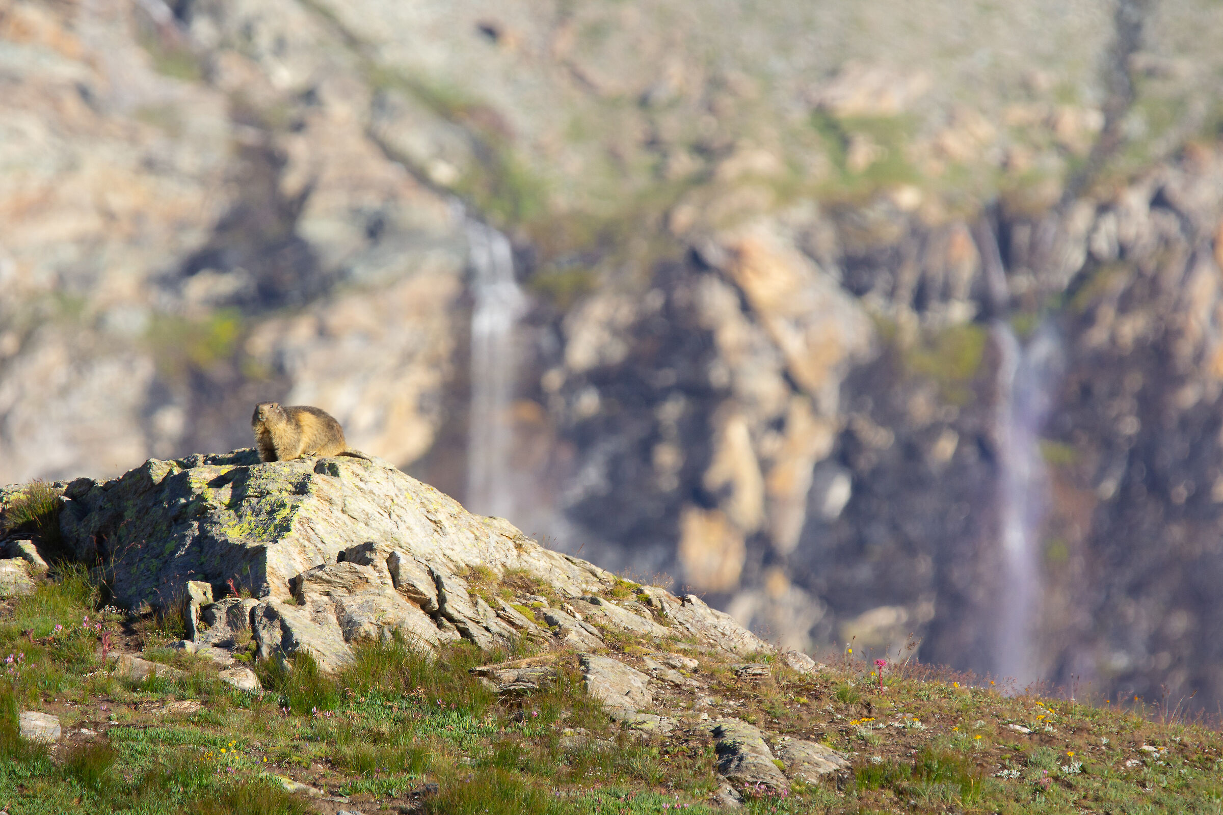 Marmotte e panorami