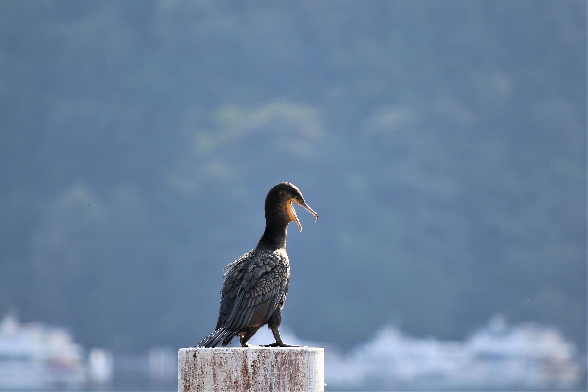 Cormorant