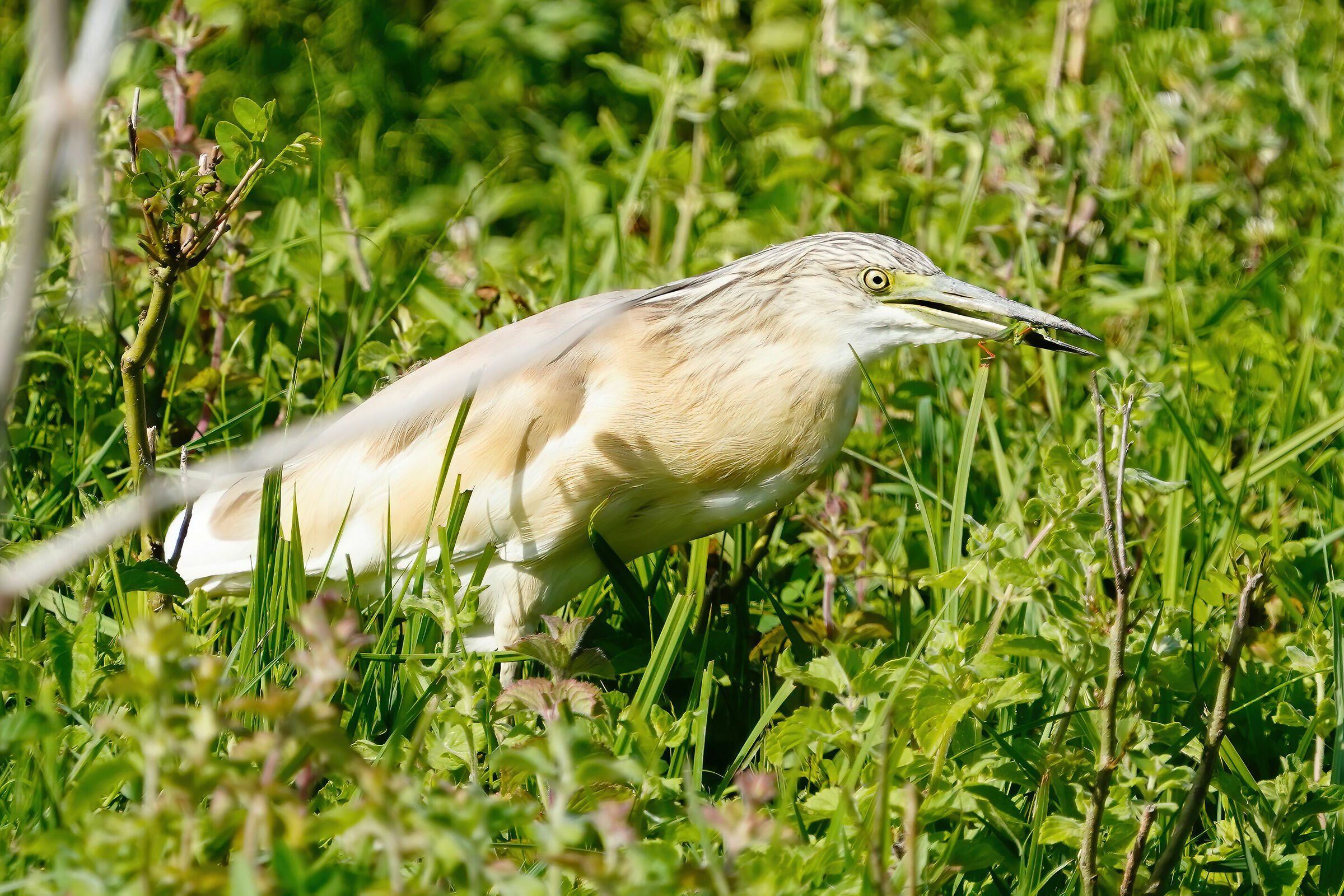 Sgarza Ciuffetto at lunch