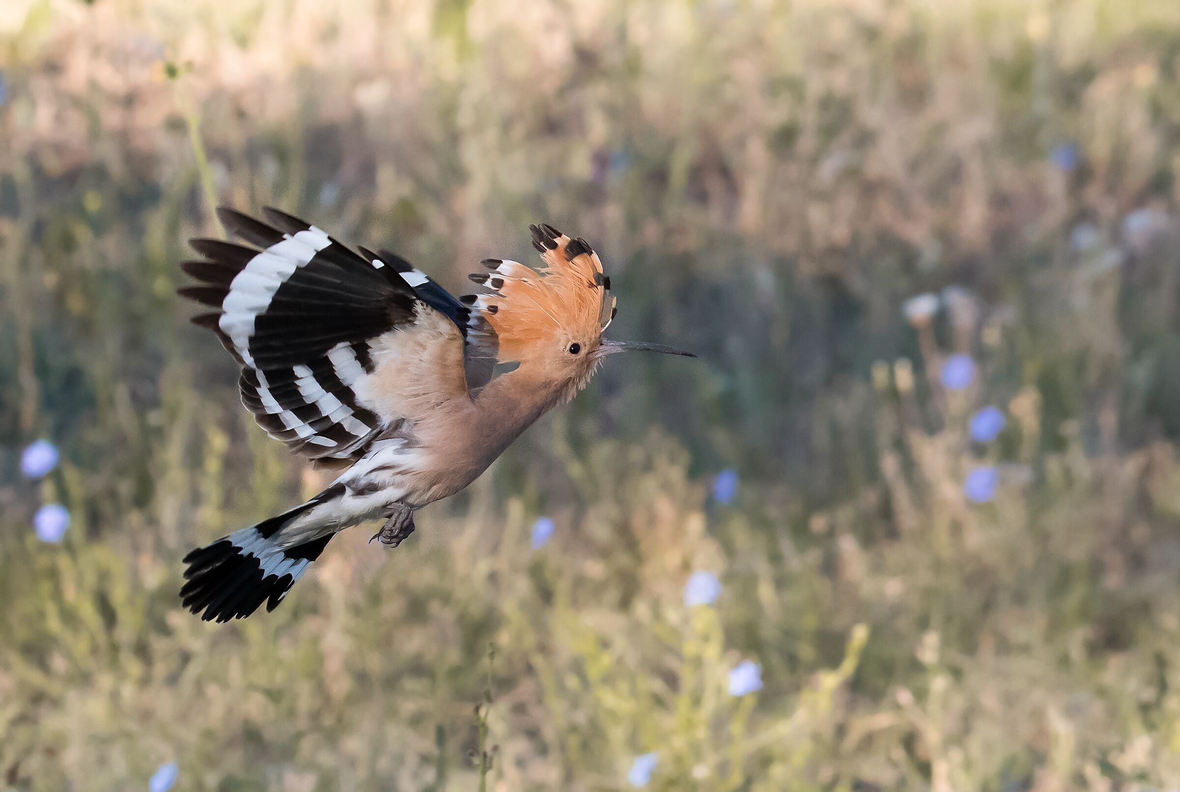 Hoopoe