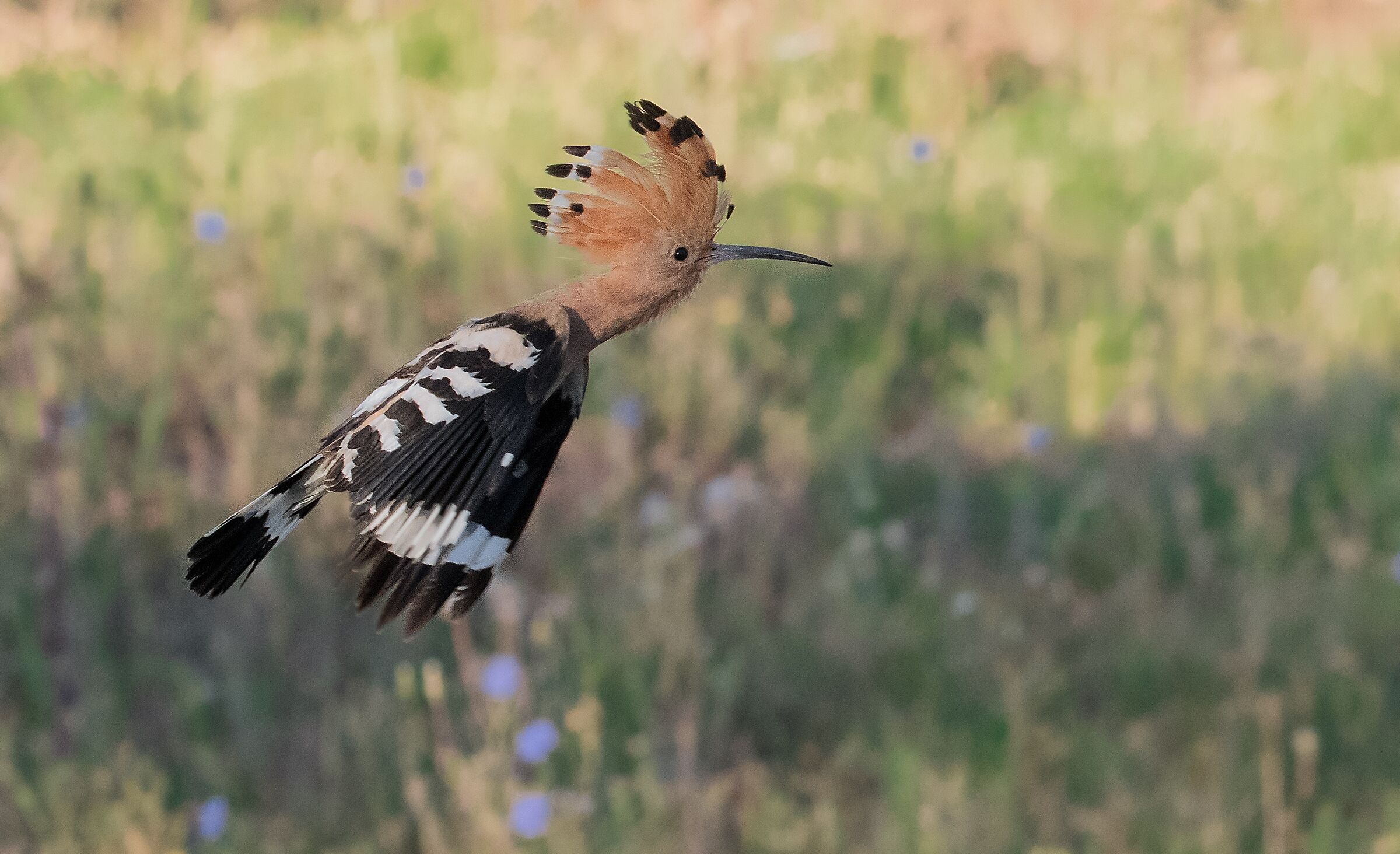 Hoopoe