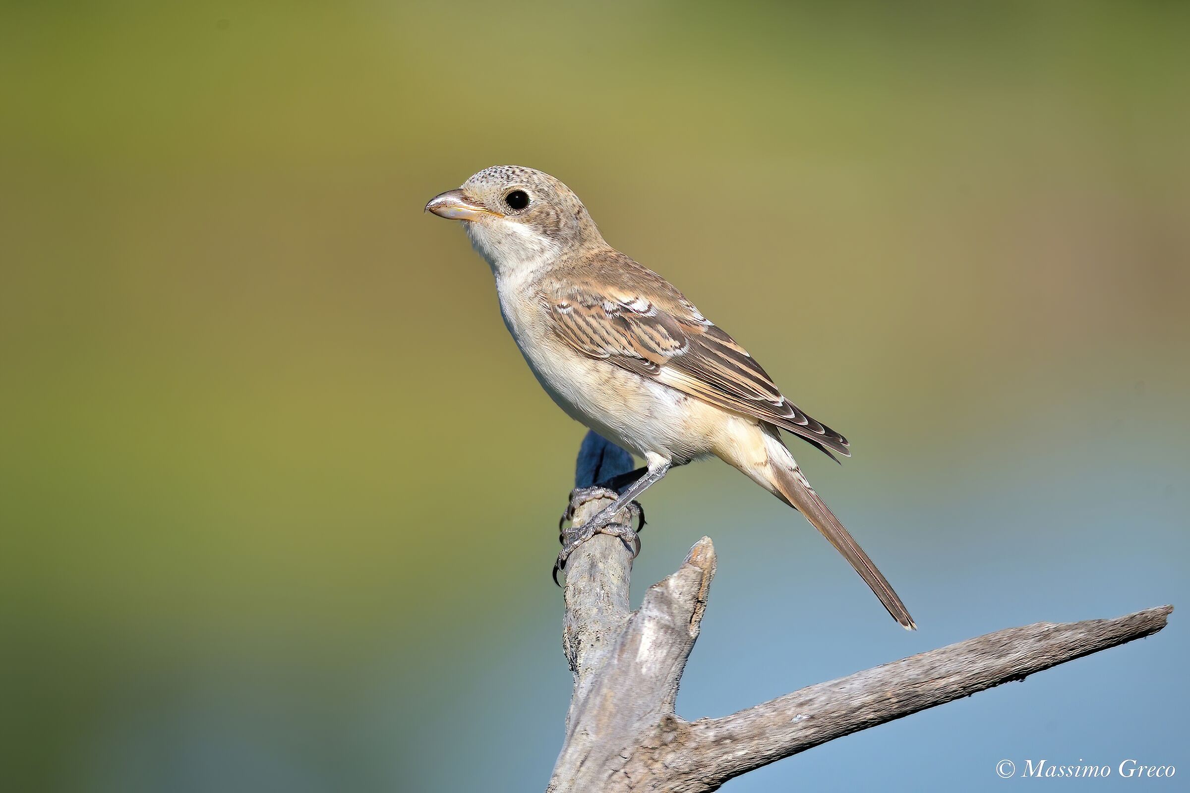 Giovane Averla capirossa (Lanius senator)