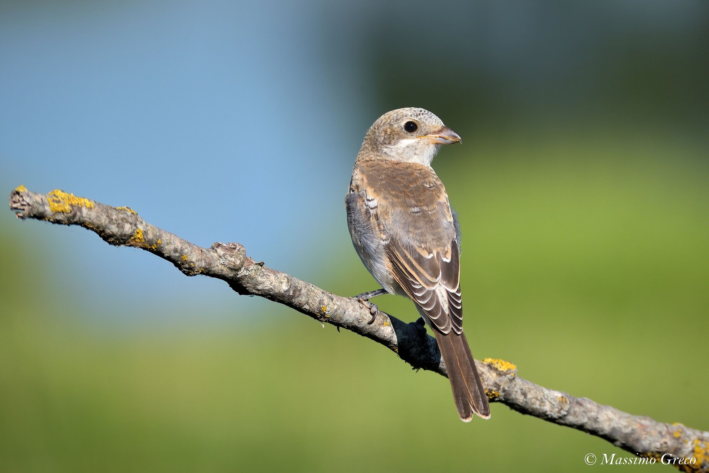 Giovane Averla capirossa (Lanius senator)