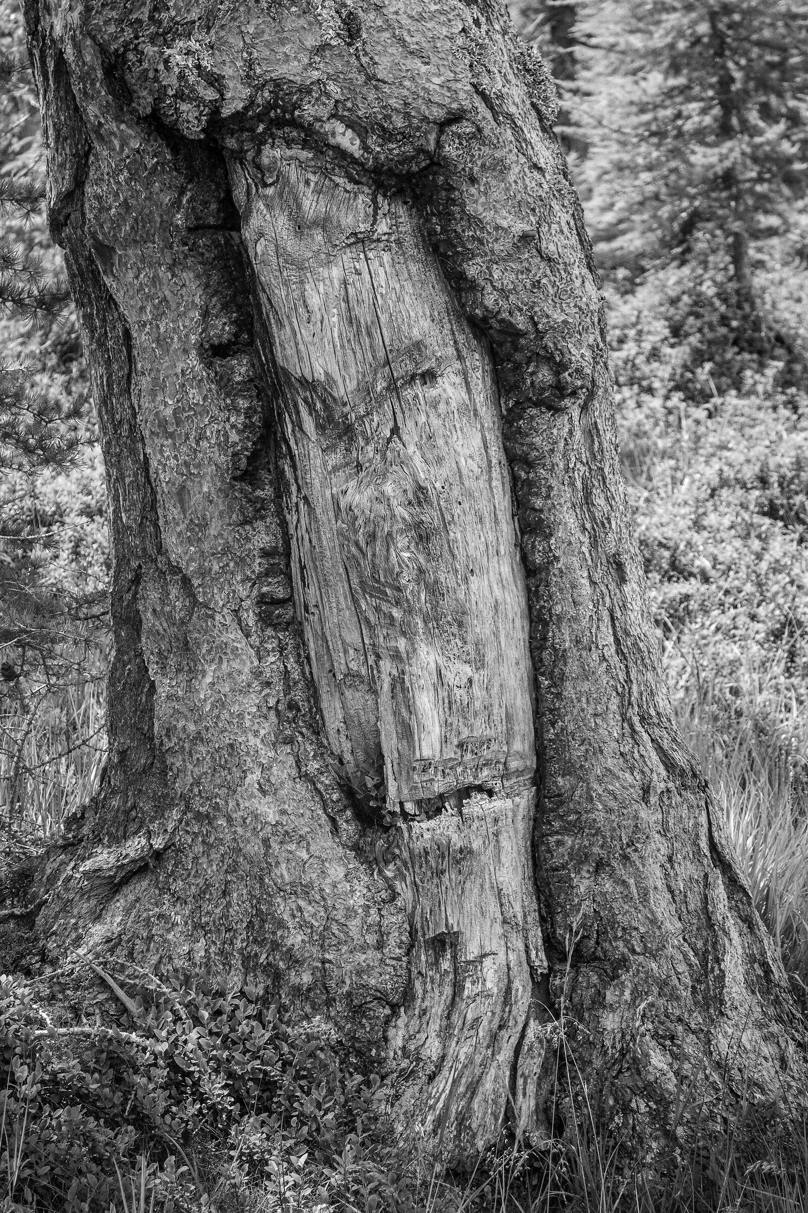 The Plant and Its Soul