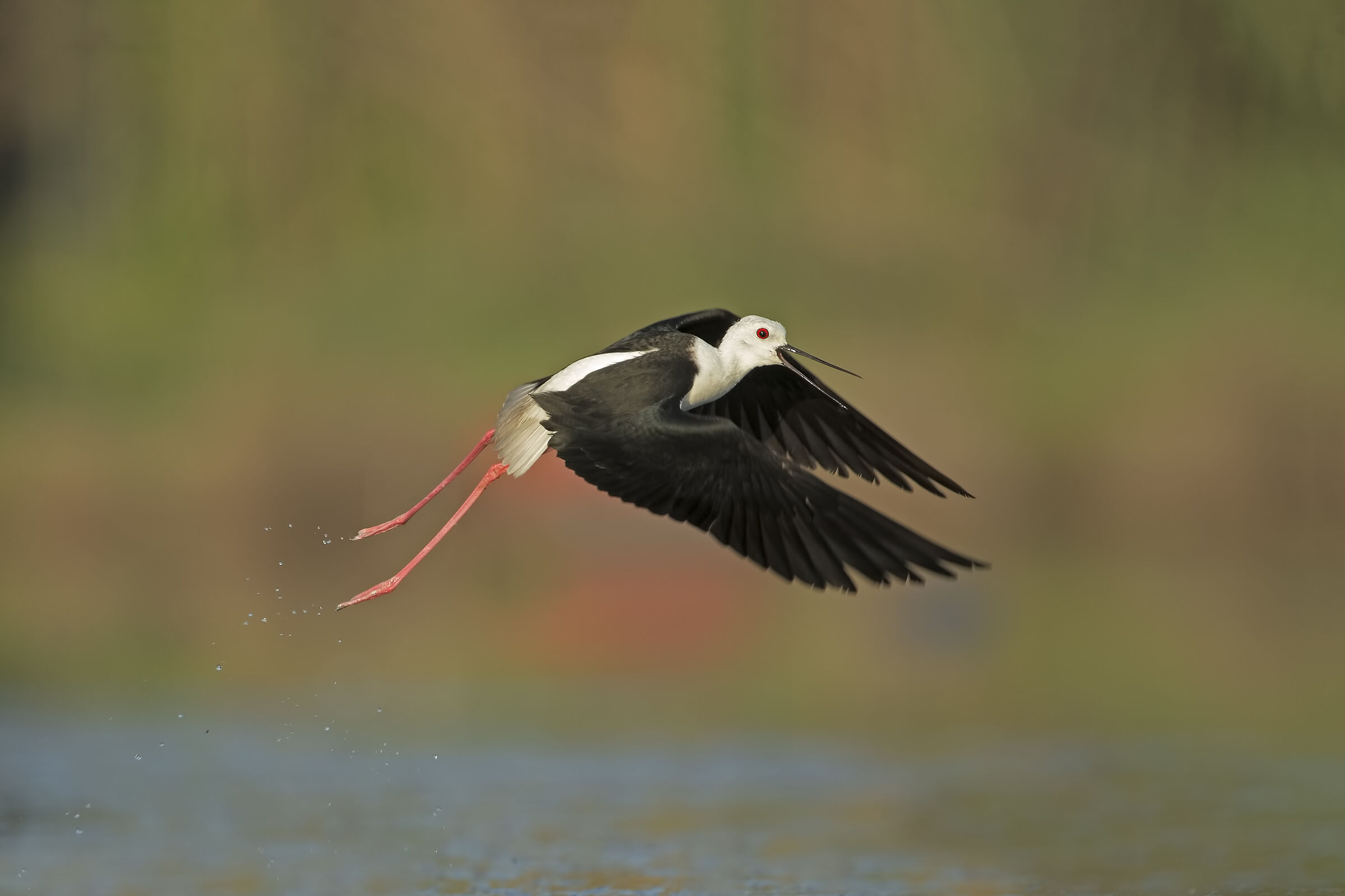 Lo stacco del cavaliere