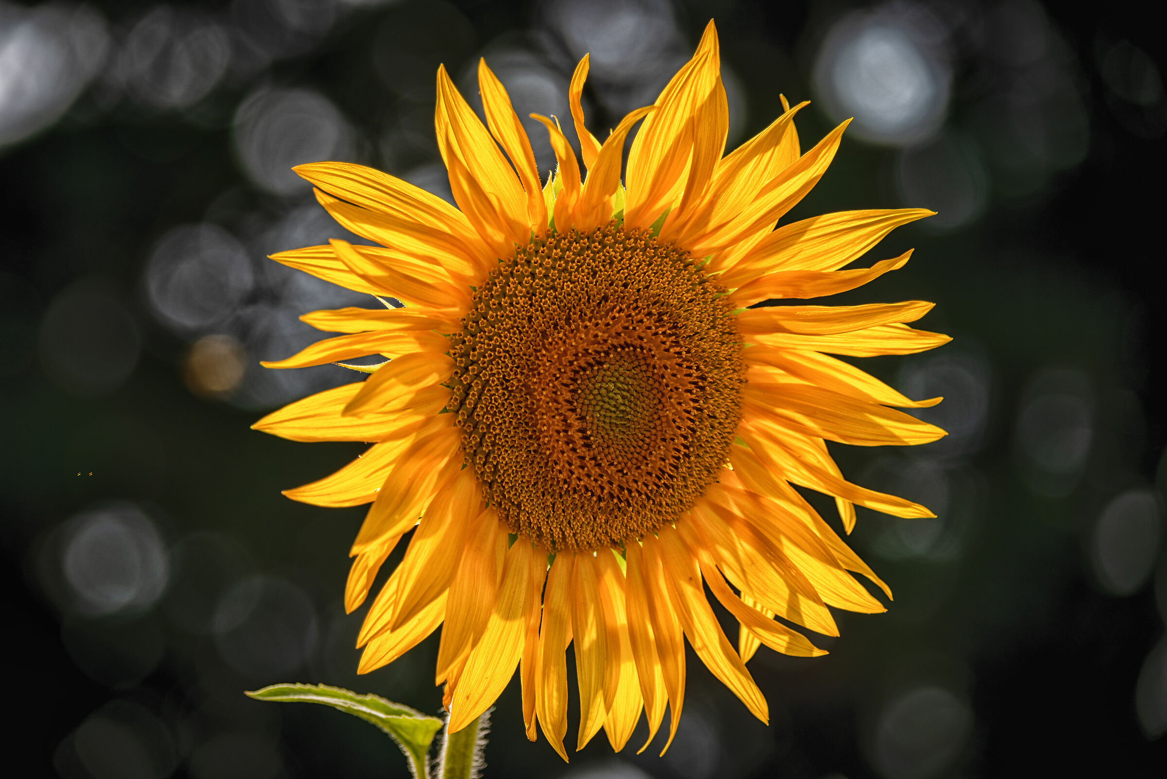 Long live the summer!