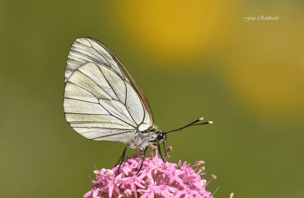 Pieride del biancospino...