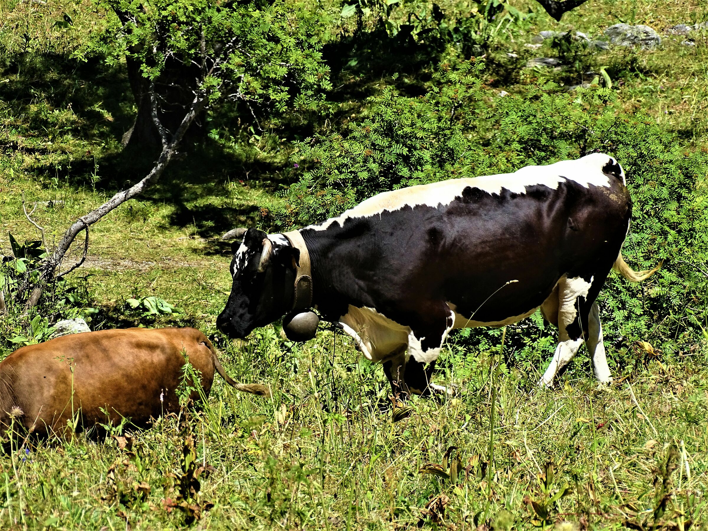 cows grazing...