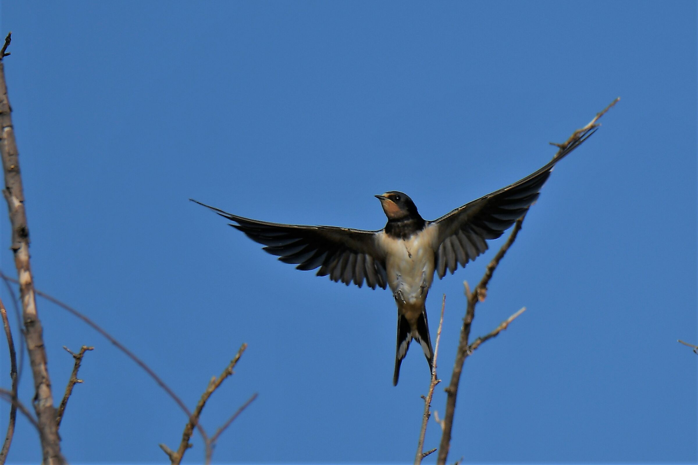 swallow flying on the fly