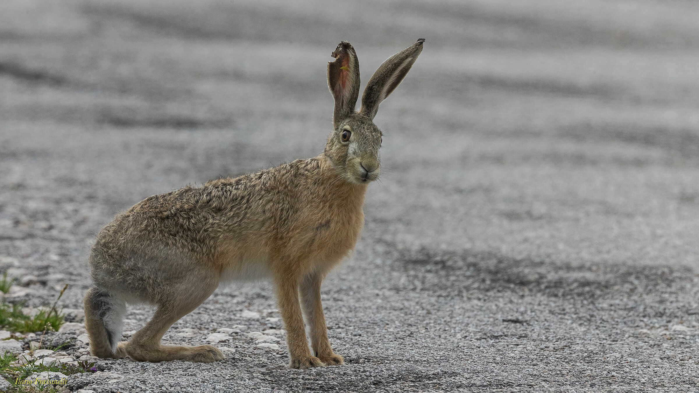 Hare in the street