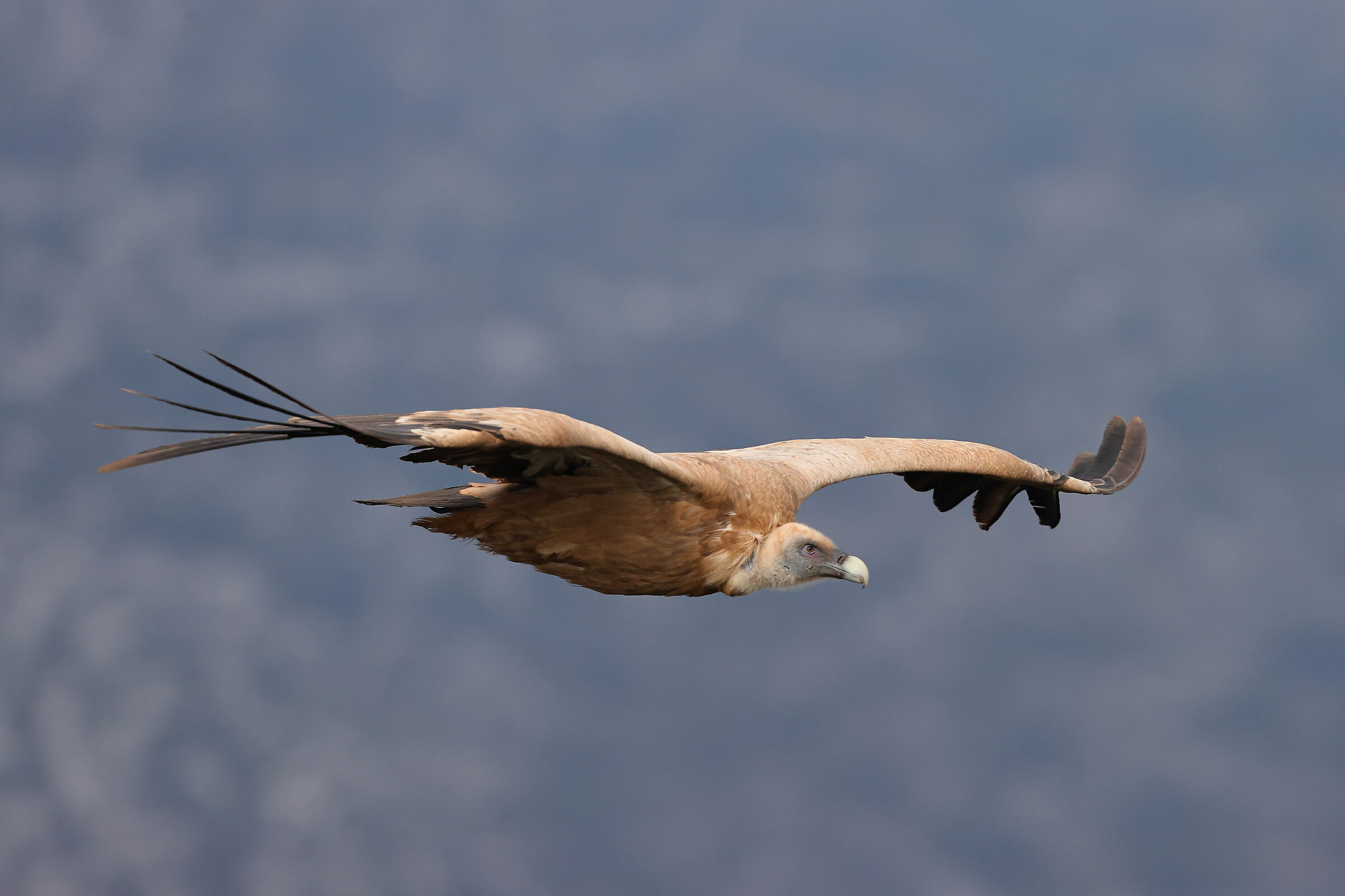Grifone (Gyps fulvus)