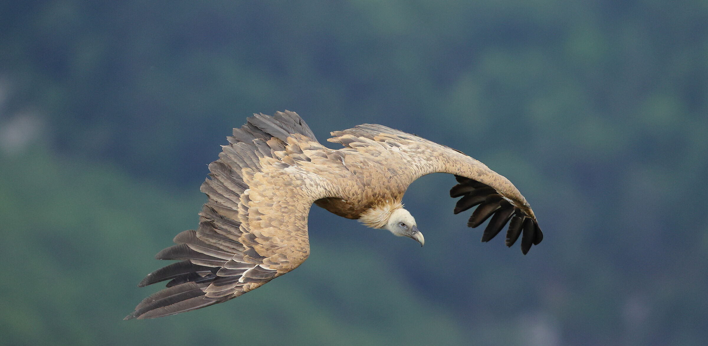 Grifone (Gyps fulvus)