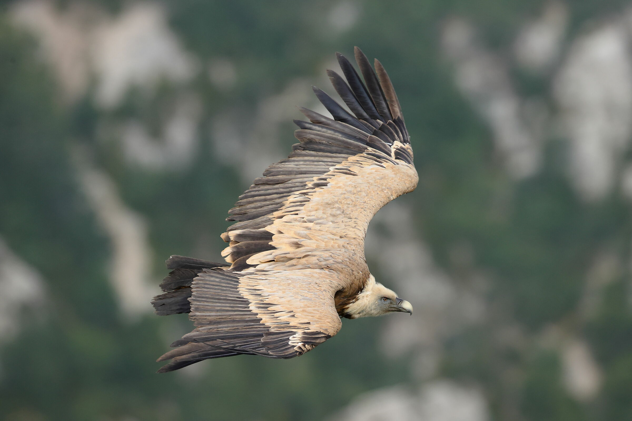 Grifone (Gyps fulvus)